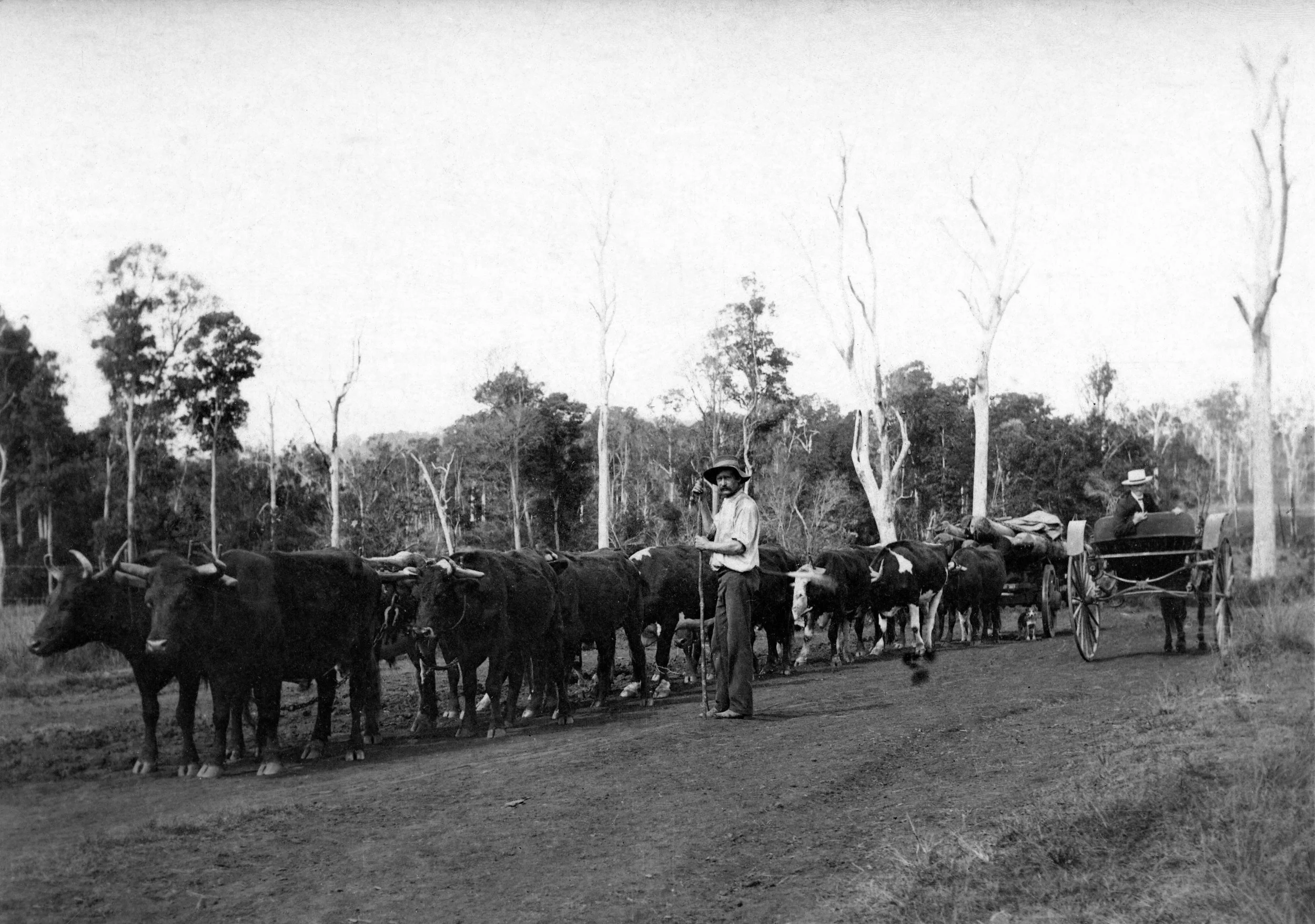 Bullock team and driver hauling timber - Coomera Region