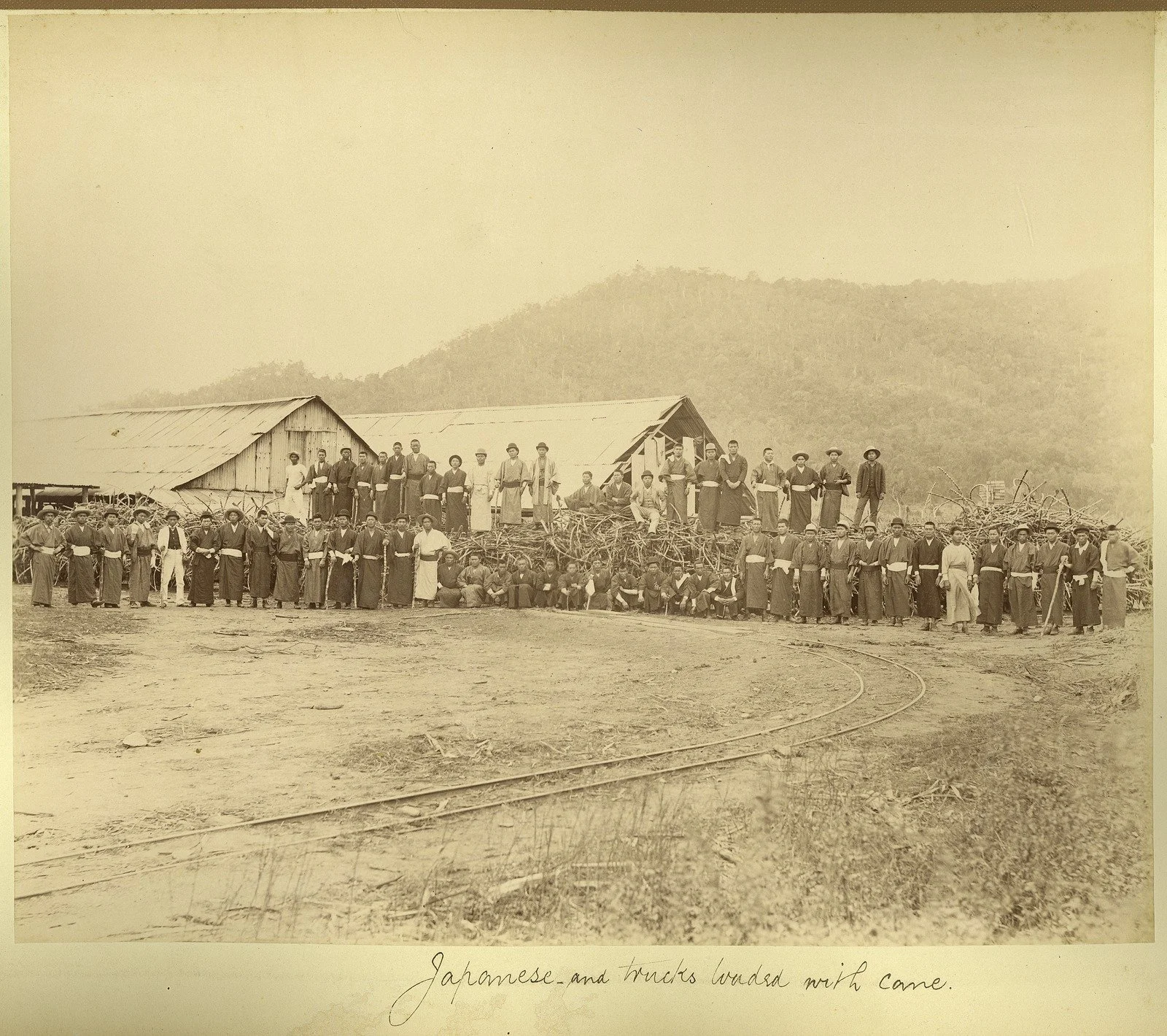 Japanese cane cutters in front of loaded cane trucks, Hambledon Mill, near Cairns, ca. 1890