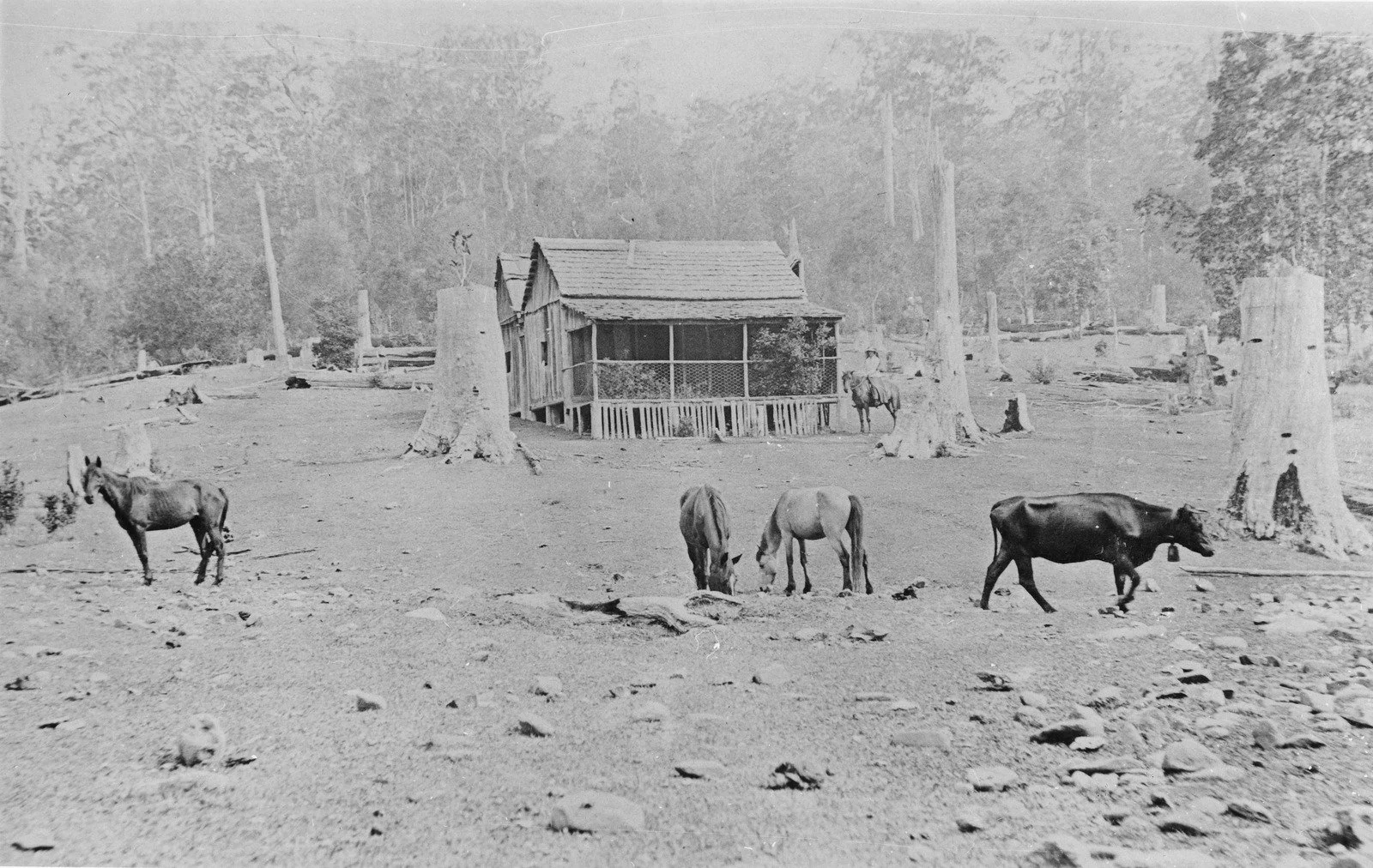 Homestead in the Upper Coomera district