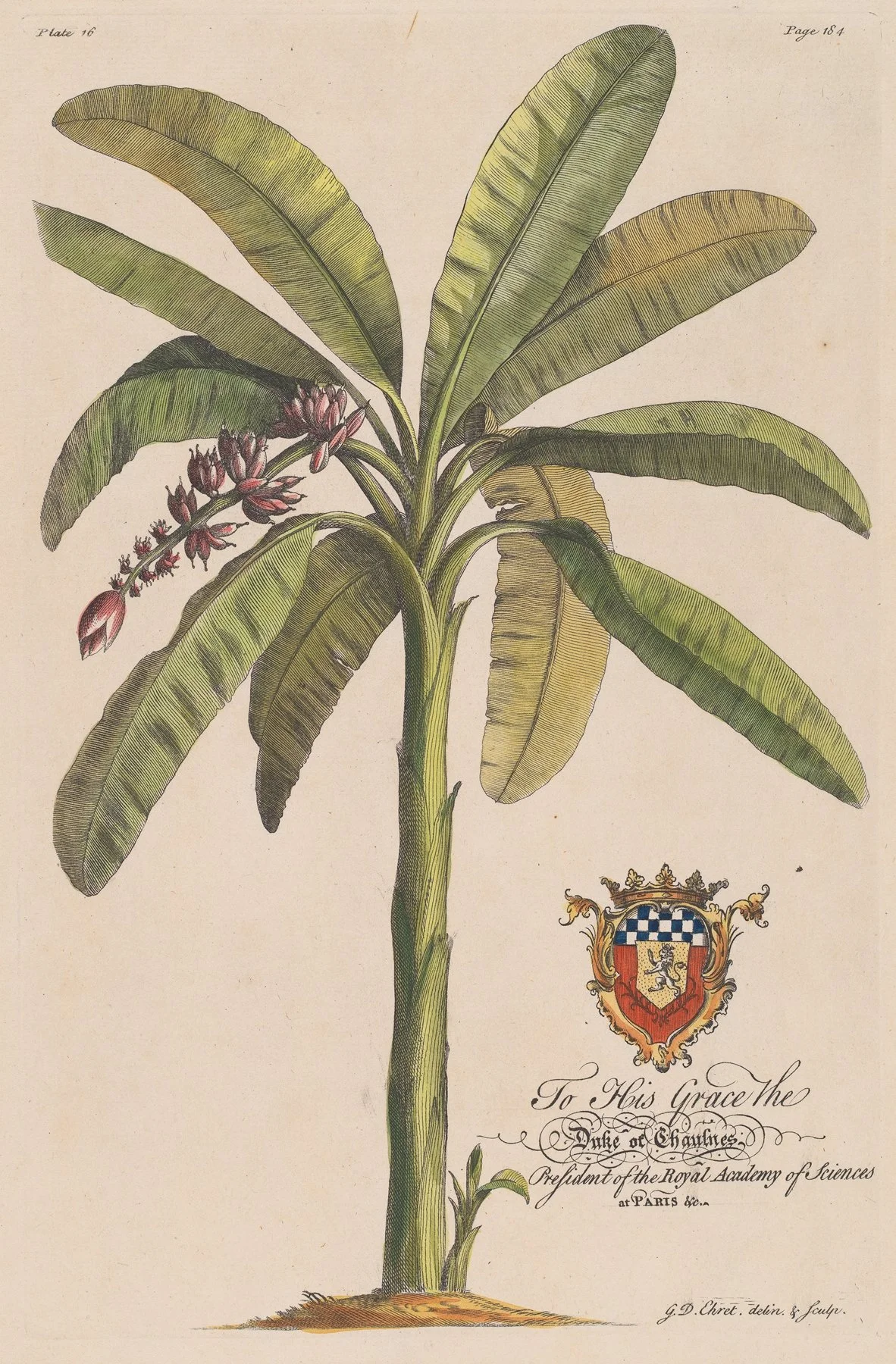 The Banana Tree Illustration 1750