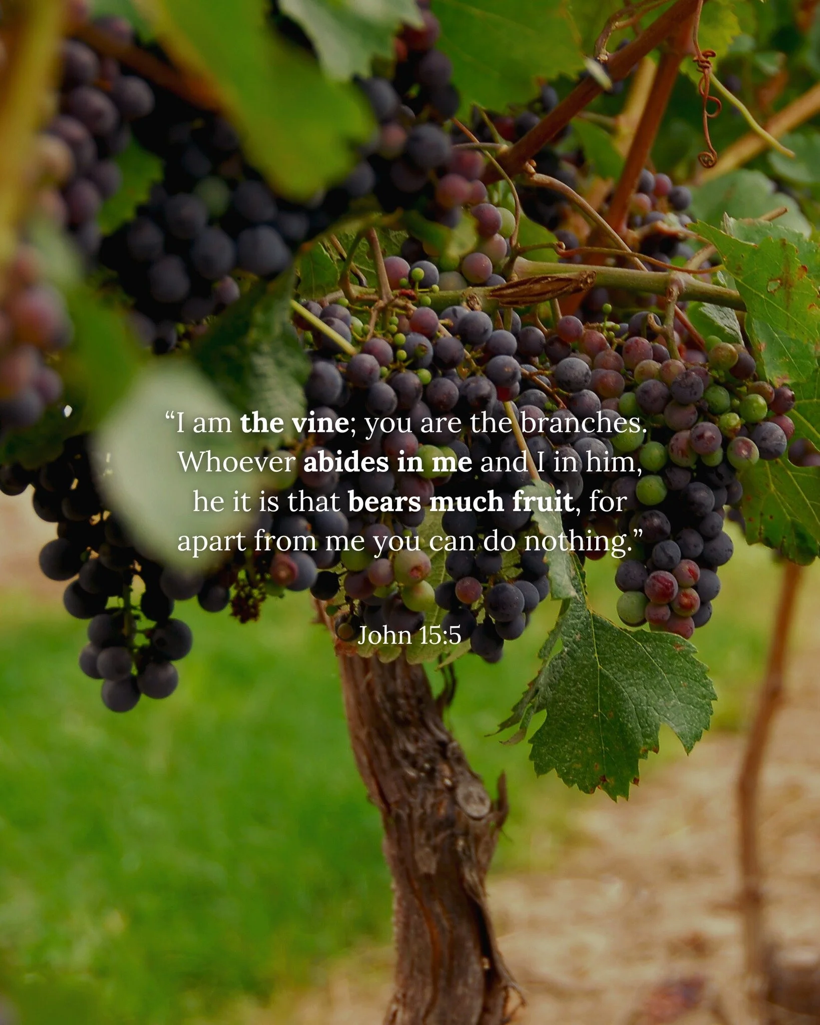 Bearing fruit is the natural result of abiding in Christ Jesus.

#scripture #votd #iamthevine