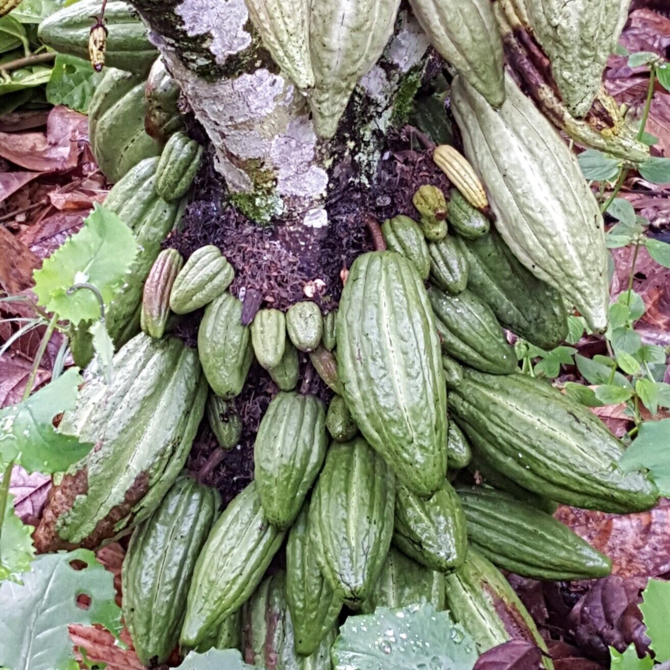 This Company Brings Sustainability To Colombian Fine Cacao