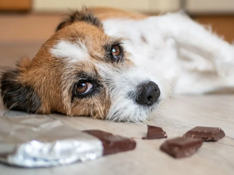 Why Is Chocolate Bad For Dogs? - The Chocolate Journalist