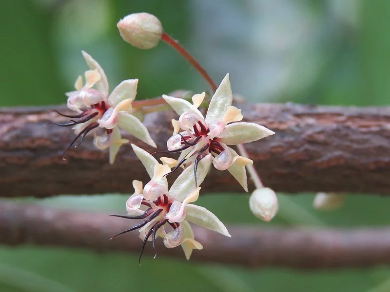 The Miracle Process of Cacao Pollination The Chocolate Journalist