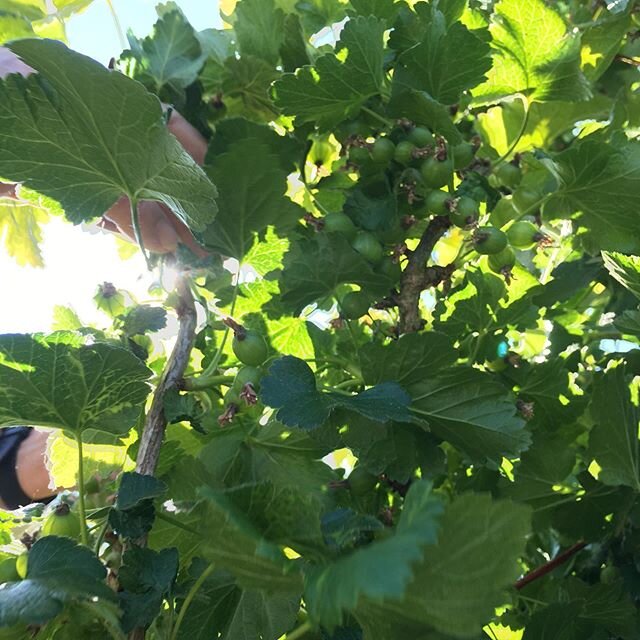 Its growing baby! Sunday is for berries-care in Snoopy-socks! #pompompom #artisane #verger ☎️ Edmee au 0475 944150 pour vos commandes!! C&rsquo;est pour bientôt! #greenloft #ellezelles #organic!
