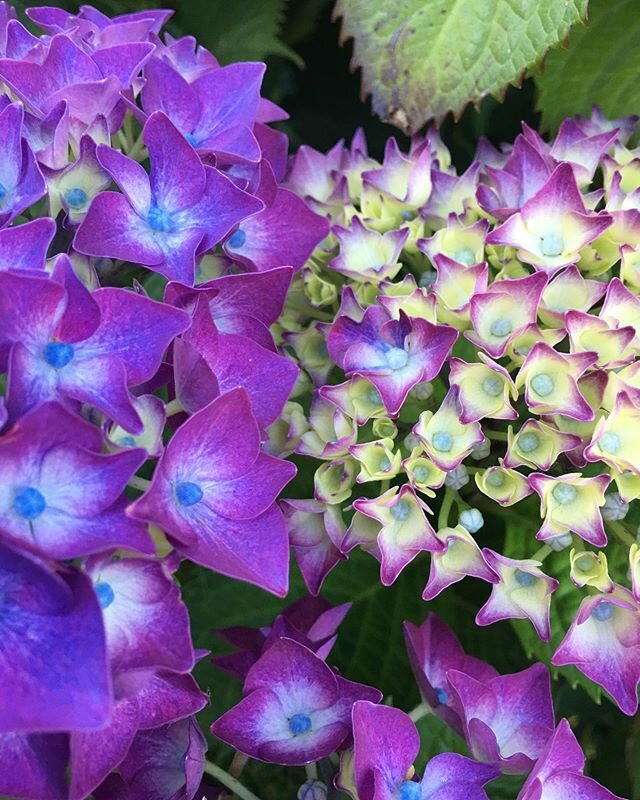 FLOWER POWER  #amazing #colors #flowers🌸 #flowersofinstagram #greenlife #beauty #nature #naturelover 🦚