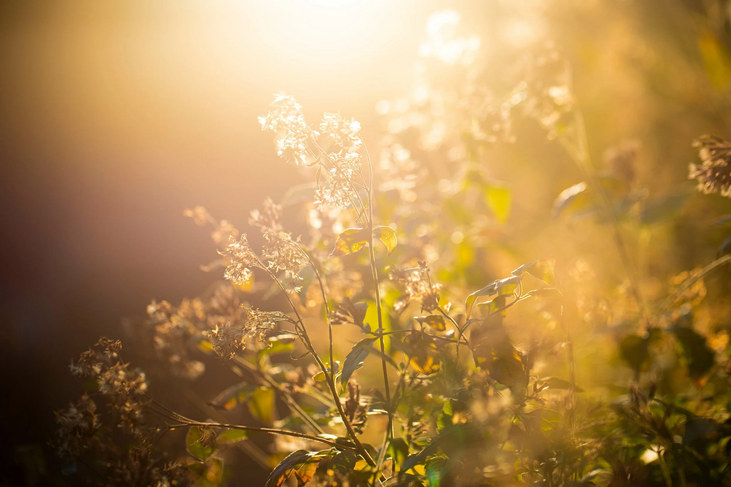 SUNLIGHT FLOWERS