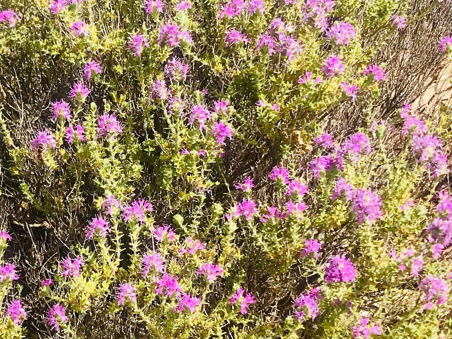 Where the wild things grow 🌱

Ahh this beautiful wild mountain thyme is so glorious at the moment, with its pink flowers all in bloom. It grows everywhere here in Greece and it&rsquo;s scent catches you as you walk or drive the mountain roads. It&rs