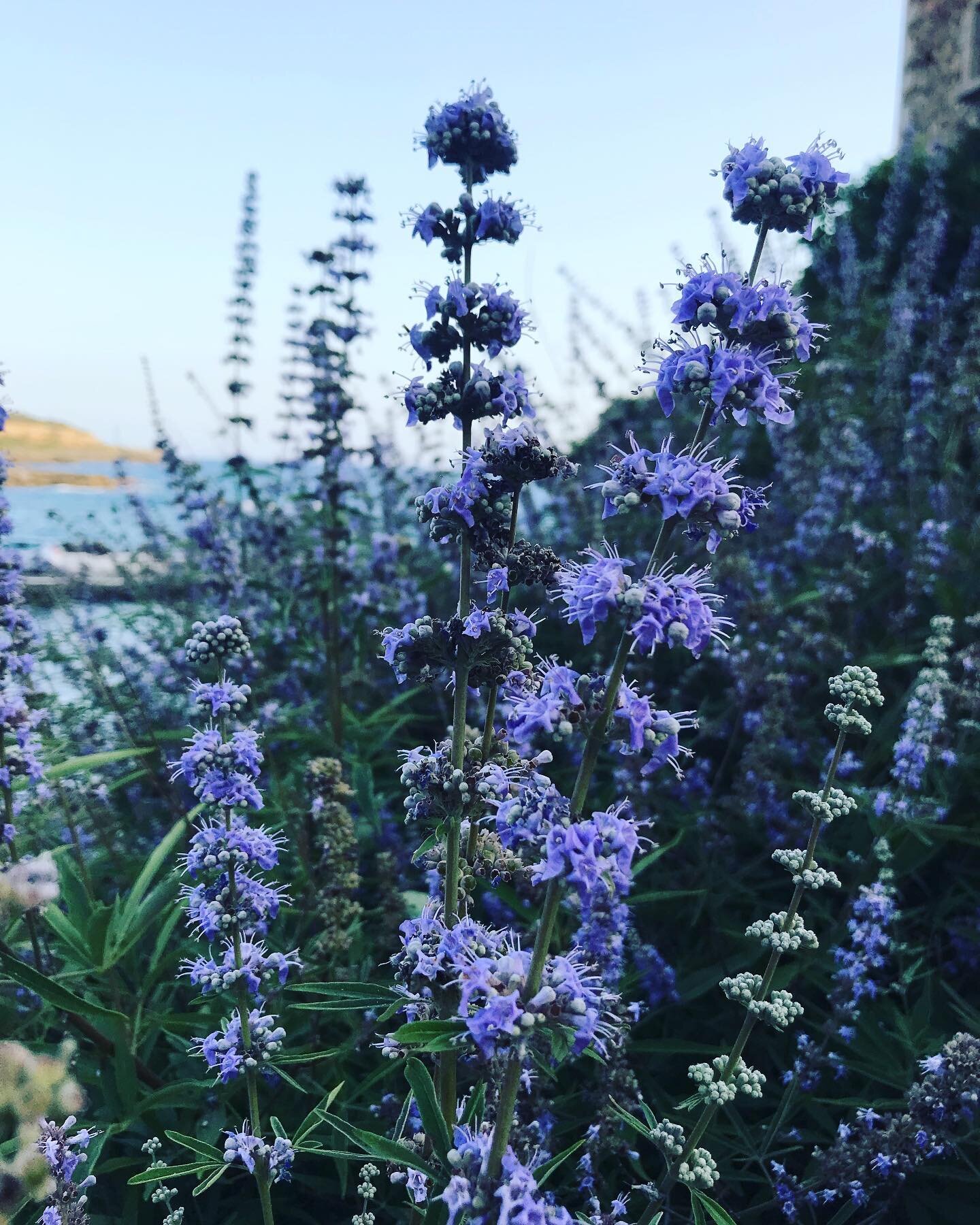 Agnus Castus / Vitex : The Chaste Tree &amp; sacred female hormone balancer 💚

This beautiful plant caught my eye in the first few days of being here, with its long purple flowers that smell like lilac. At first, I didn&rsquo;t recognise it but it w