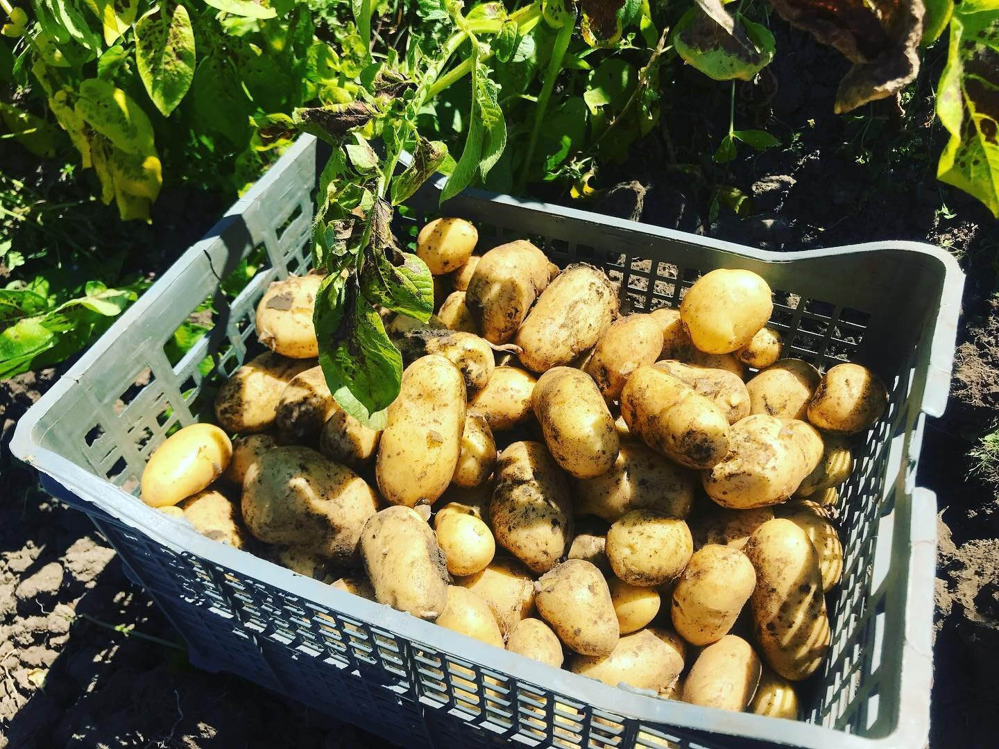 The humble healing potato 

After nearly a month away in Greece, it felt really good to be back at the allotment this morning, especially in the sunshine ☀️ 

These potatoes were amongst the fruits of our labours, with some deep digging required to u