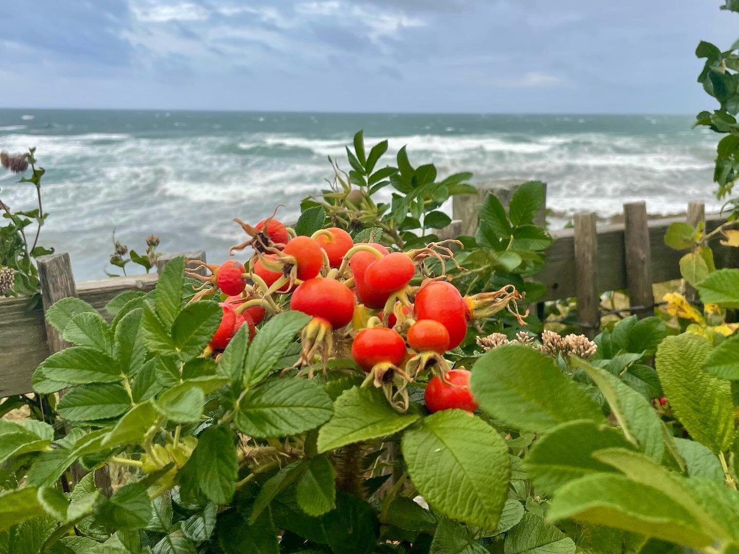 Reconnection with homelands ☘️

There is nothing quite like reconnecting with beloved lands and receiving the medicine they have to offer. It&rsquo;s many years since I&rsquo;ve been back to Southwest Ireland but it&rsquo;s been a joy to rediscover i