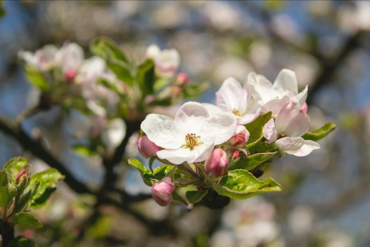 FLOWER BLOSSOM