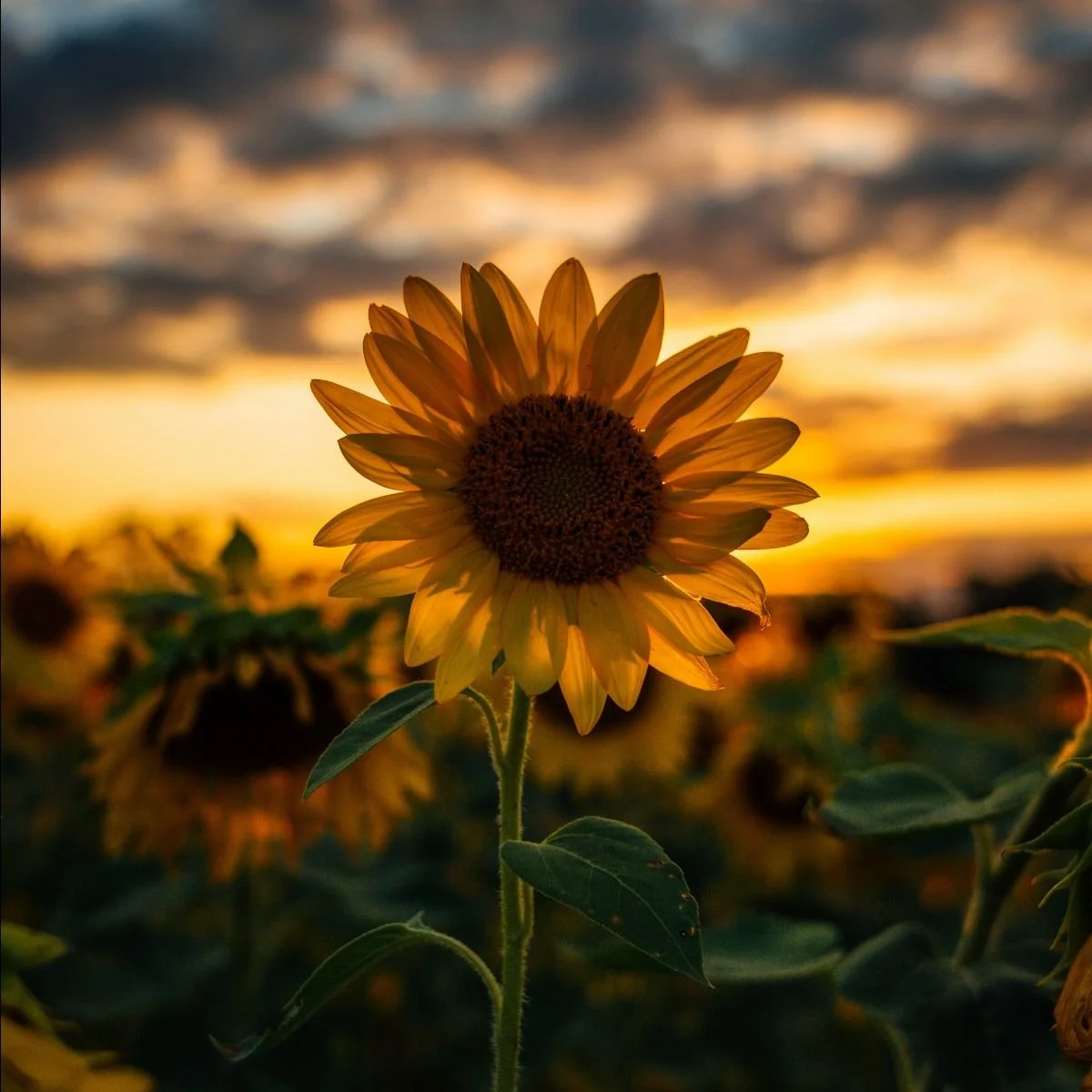 SUNFLOWER