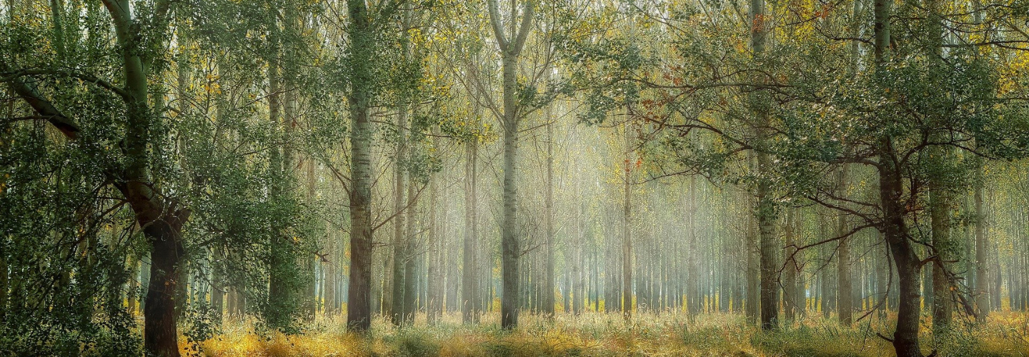 GOSS Goes Green trees