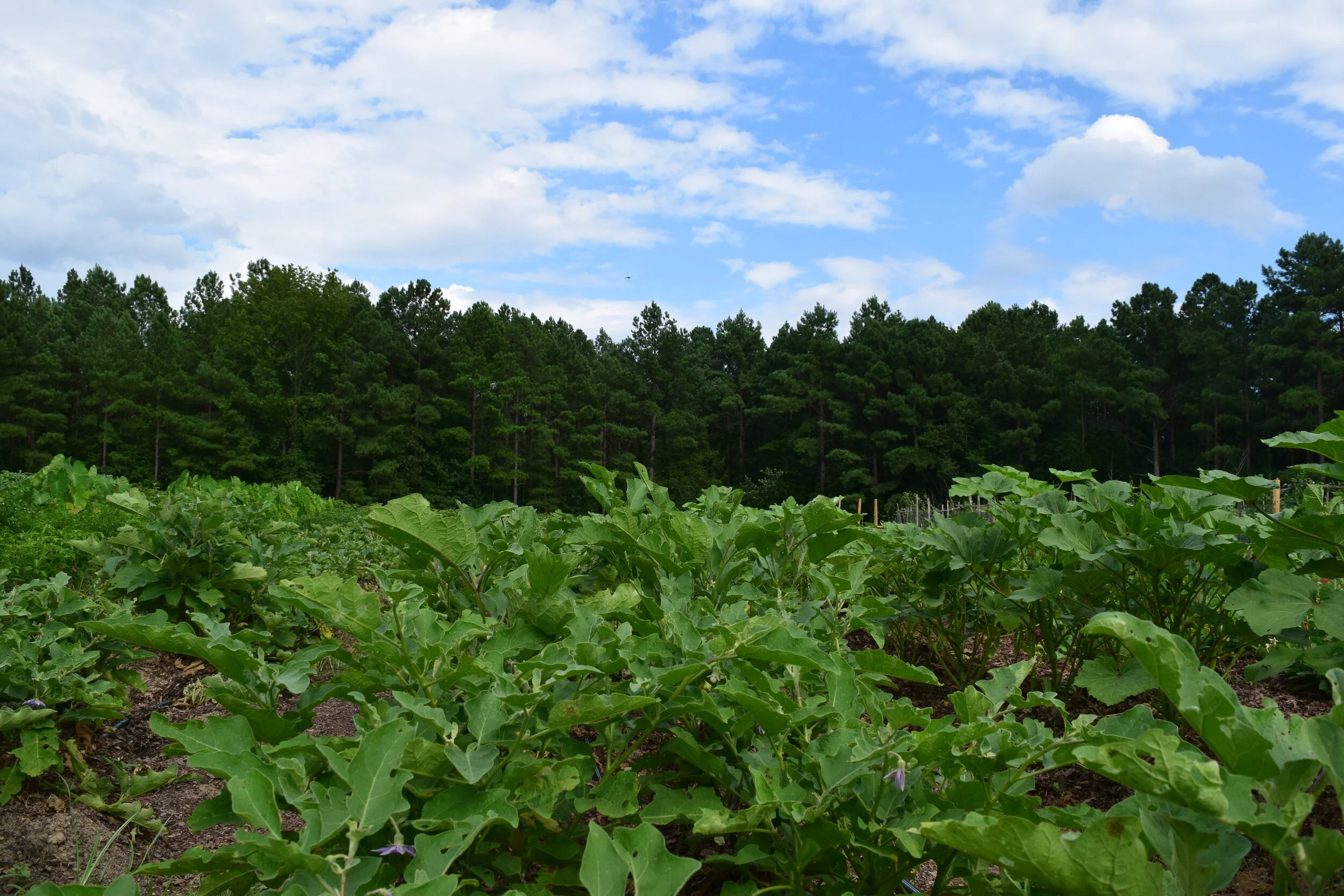 Pea Eggplant July 2020