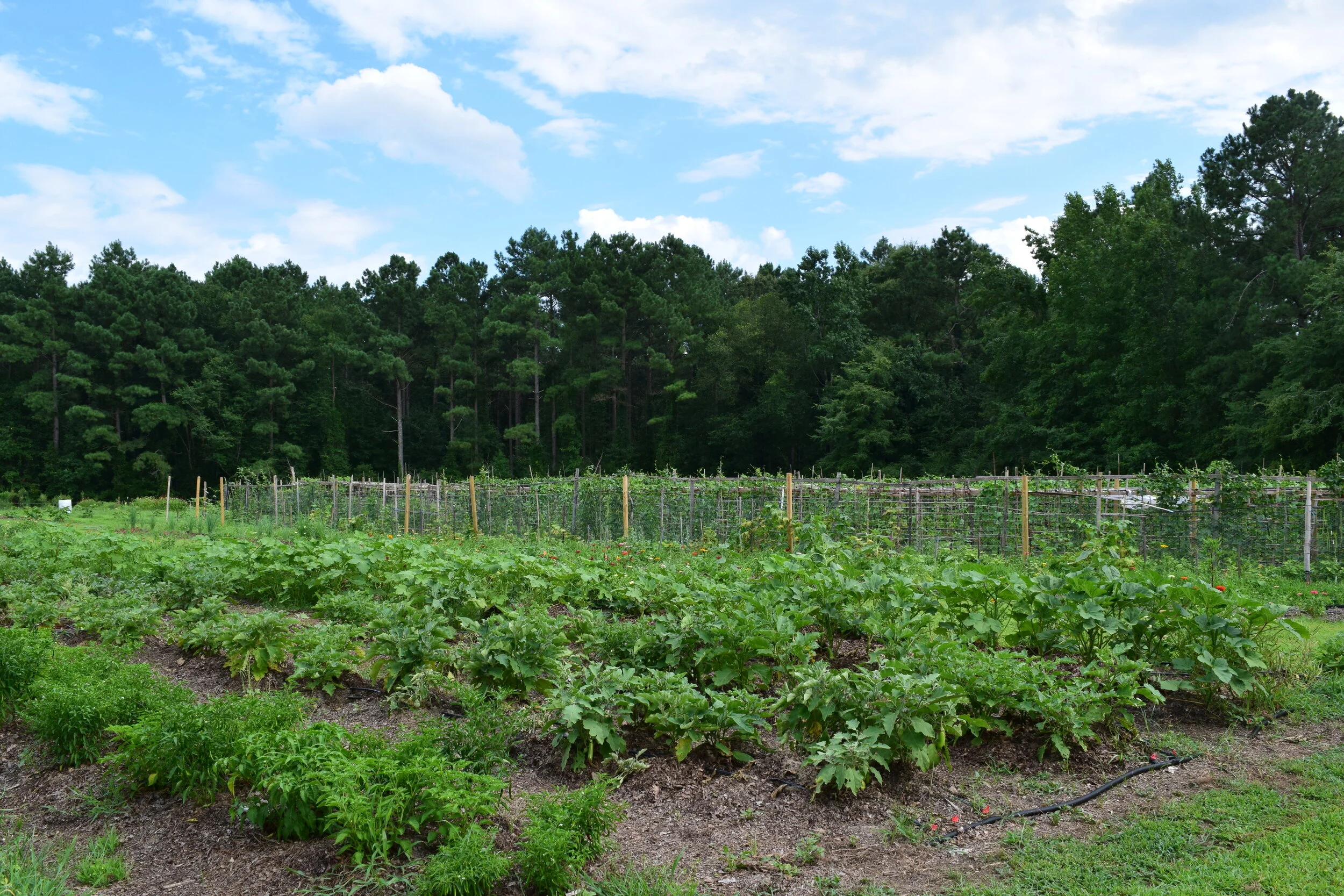 Summer Fields July 2020