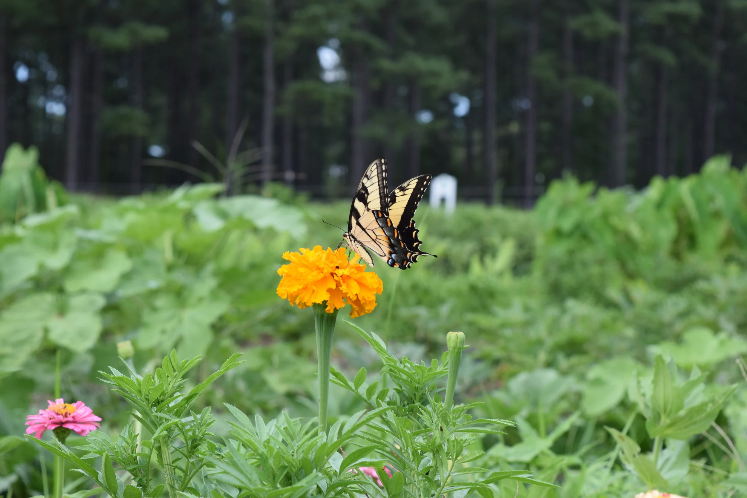 Zinnia and Swallowtail Butterfly July 2020