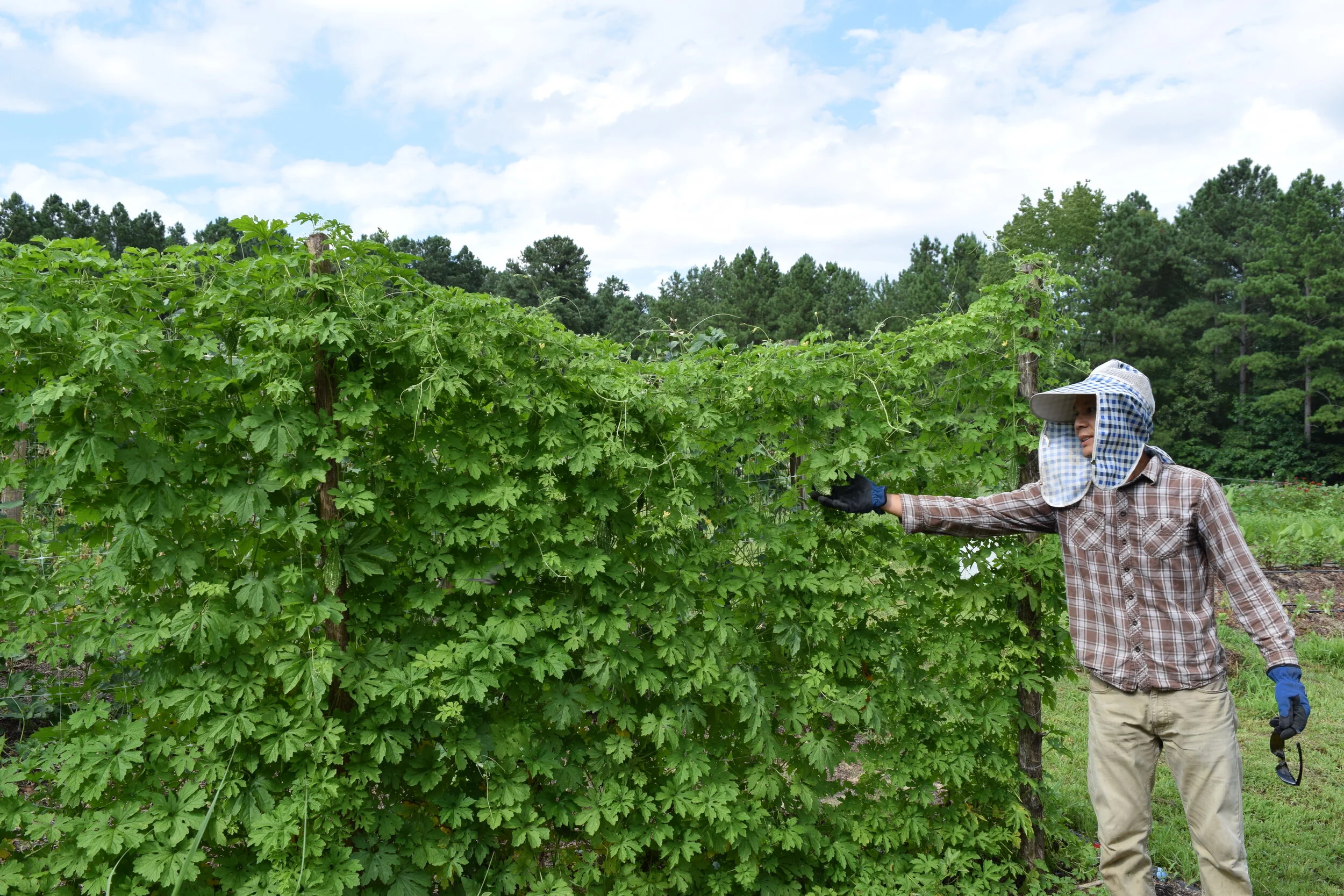 Htoo Saw picking a bitter melon