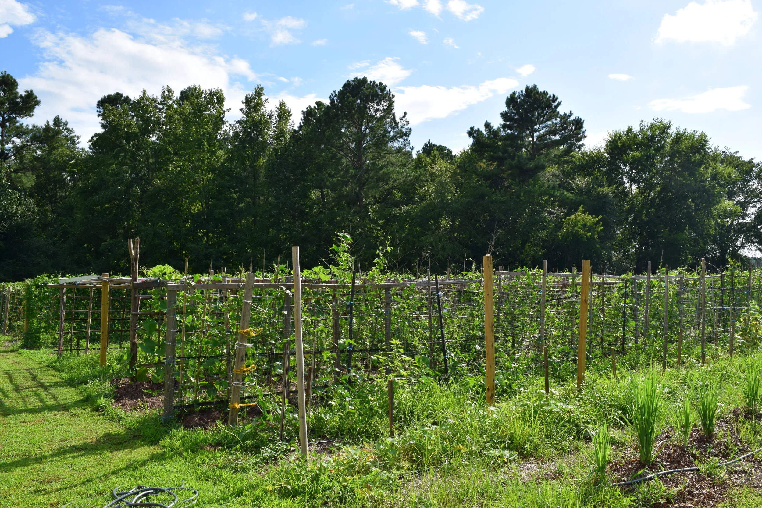Community Farm in July 2020