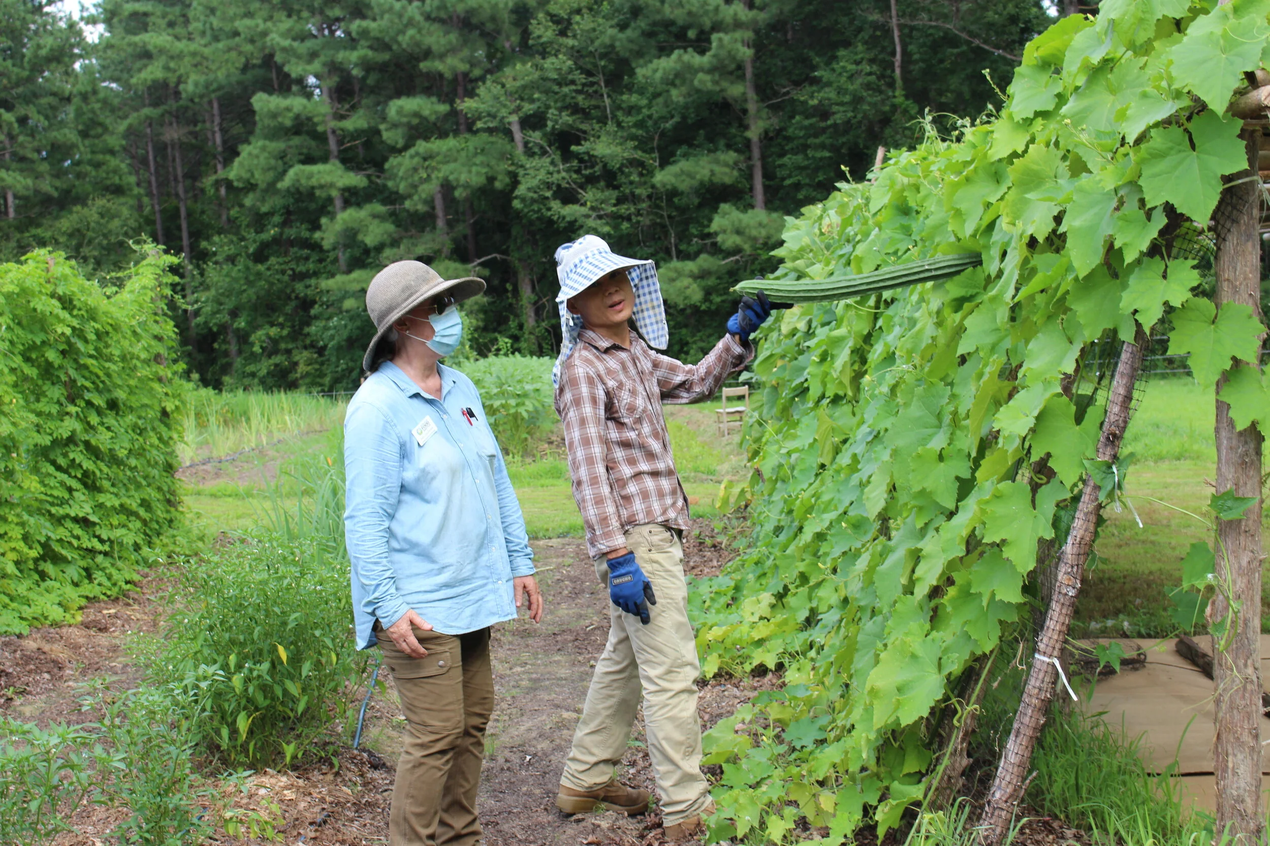 Htoo Saw and Kay Coleman looking at a bitter melon
(Photo by Dee Shore, NC State University)