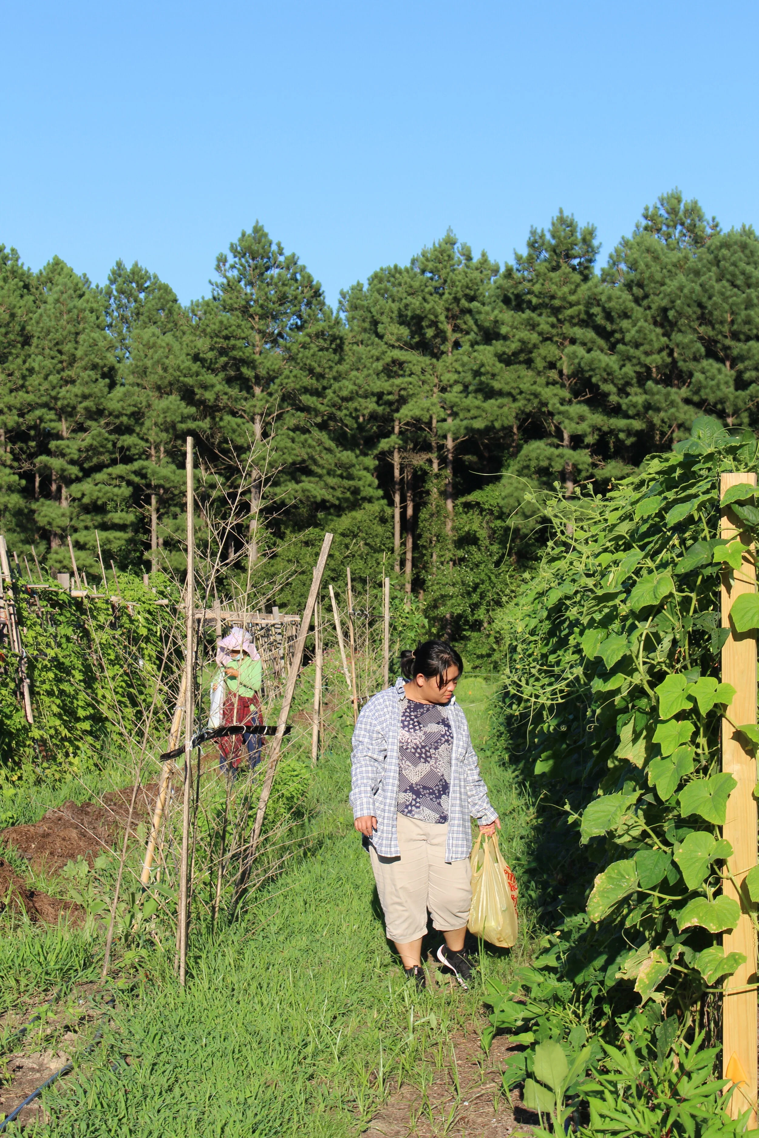 Harvesting on the Farm 2020
(Photo by Dee Shore, NC State University)