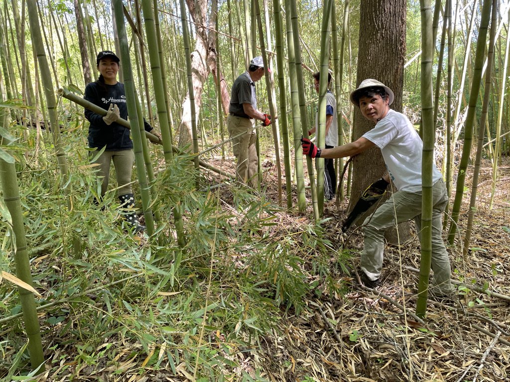 Harvesting Bamboo in Knightdale, NC.