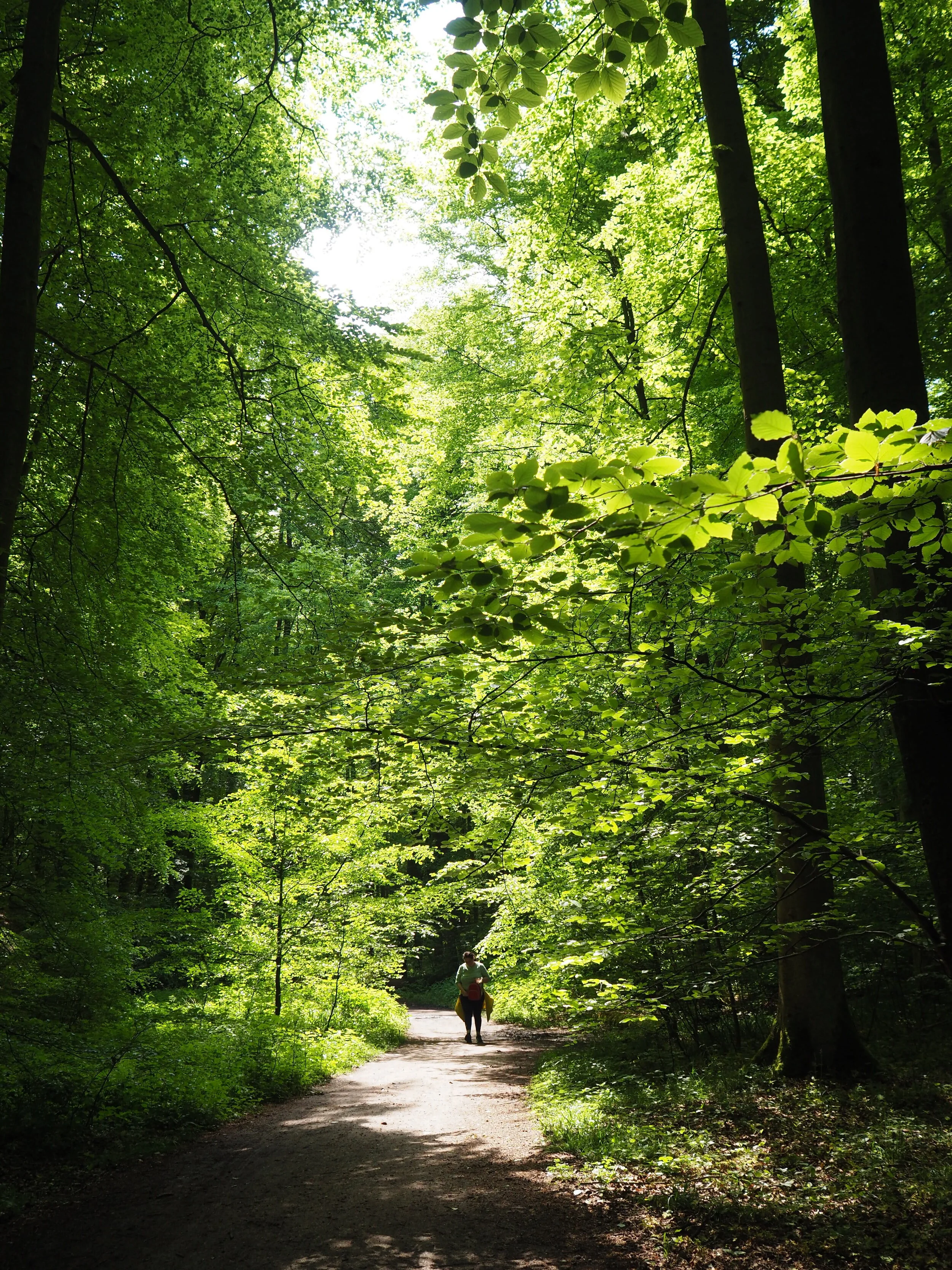 Zenaide-Key-Foret-de-Soignes-07.JPG