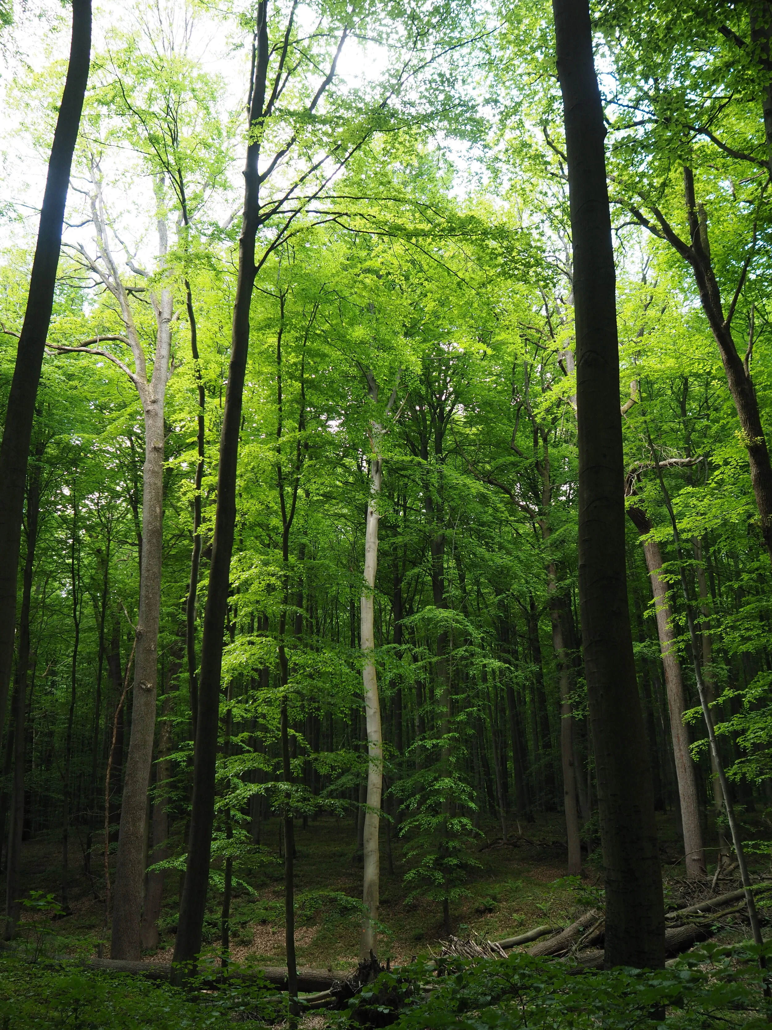 Zenaide-Key-Foret-de-Soignes-10.JPG