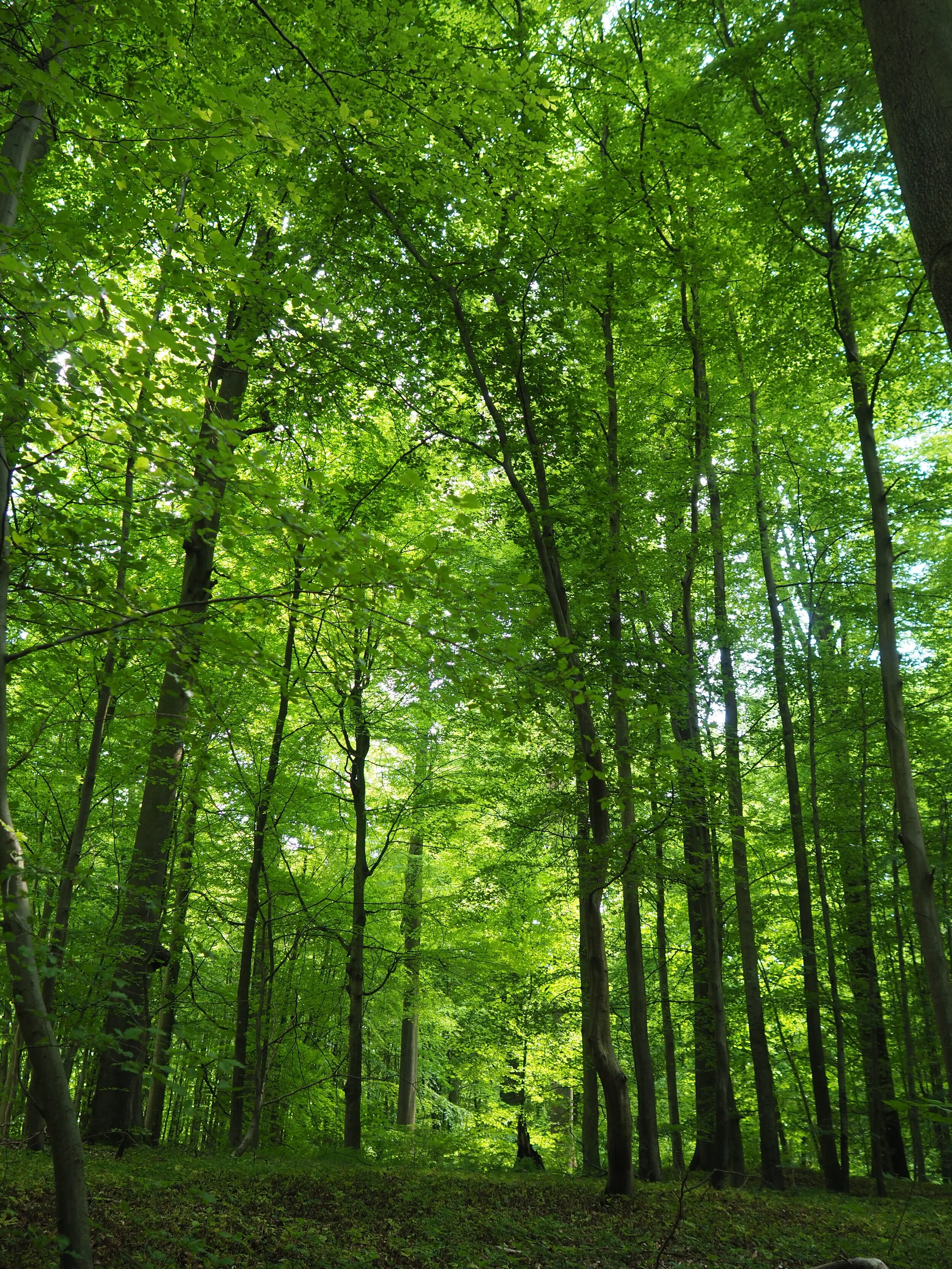 Zenaide-Key-Foret-de-Soignes-14.JPG