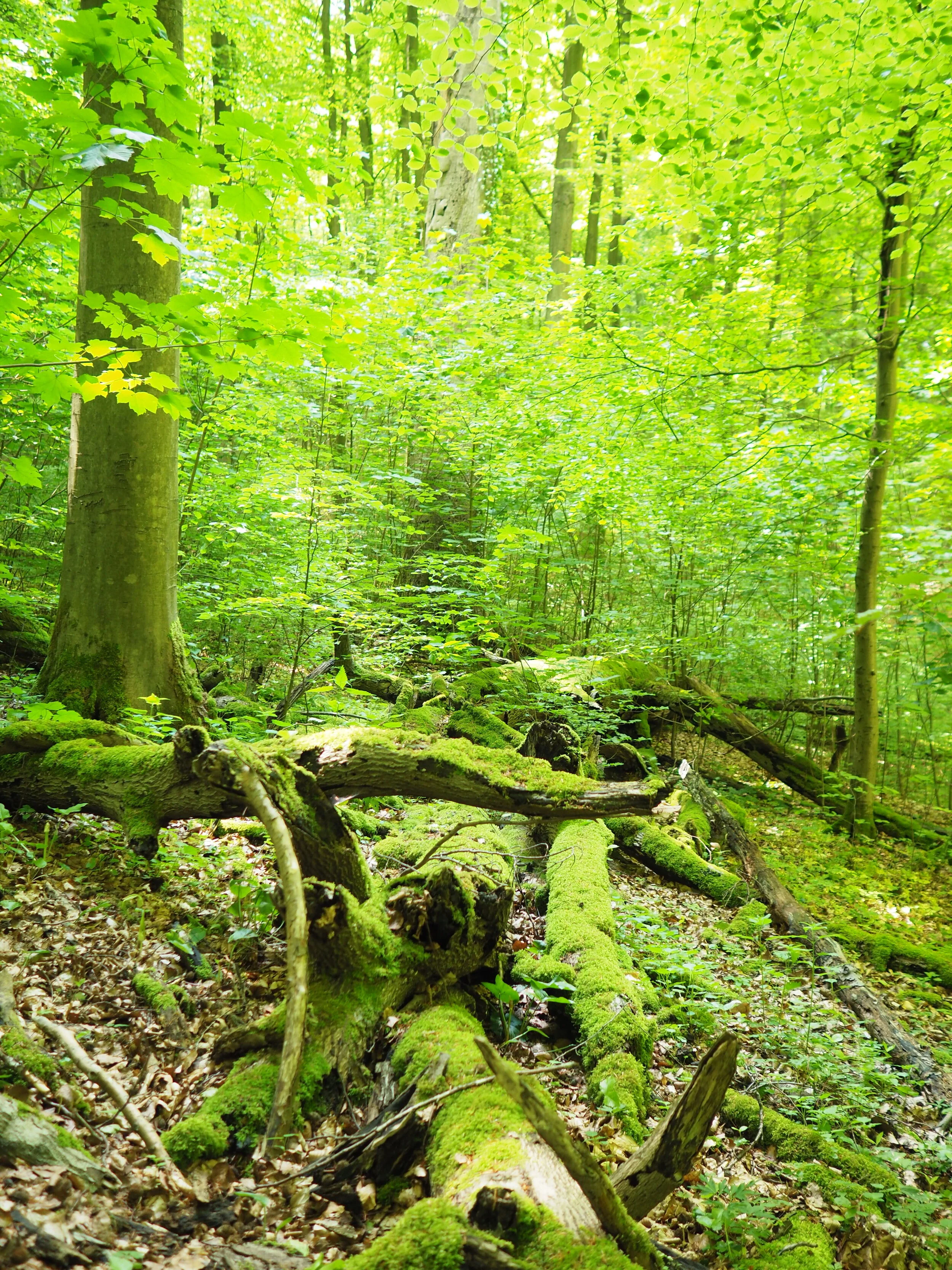 Zenaide-Key-Foret-de-Soignes-15.JPG