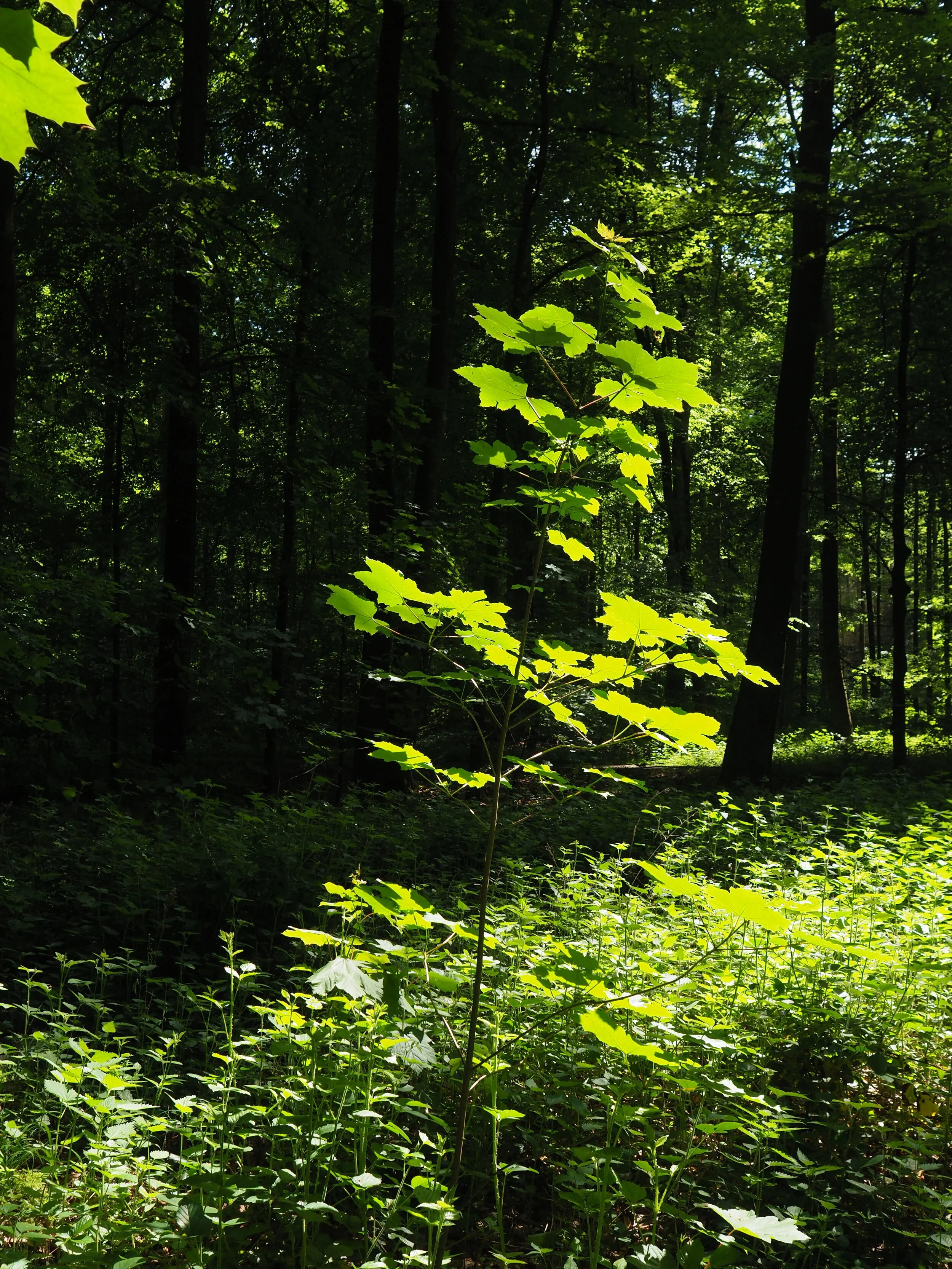 Zenaide-Key-Foret-de-Soignes-16.JPG