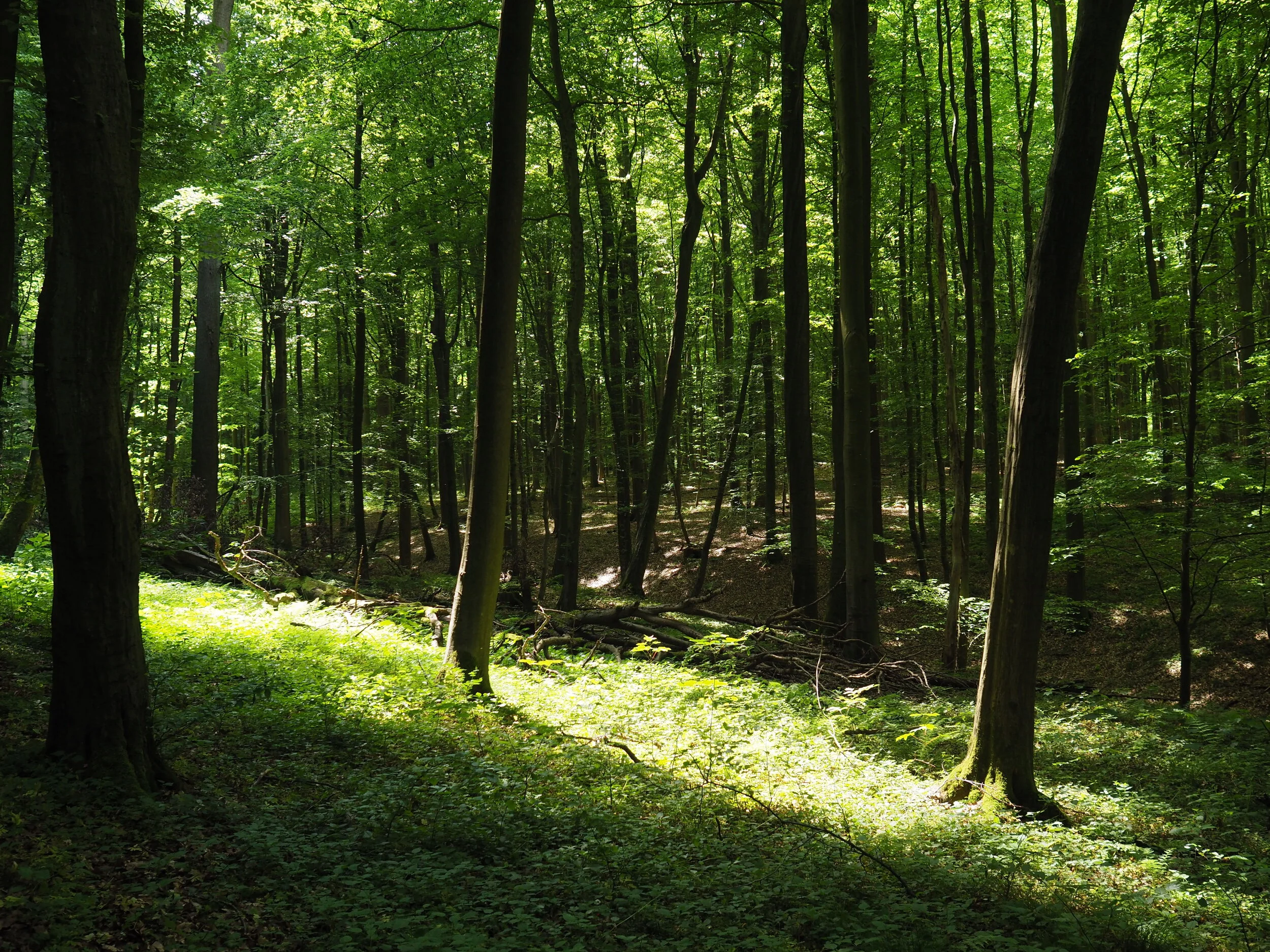 Zenaide-Key-Foret-de-Soignes-19.JPG