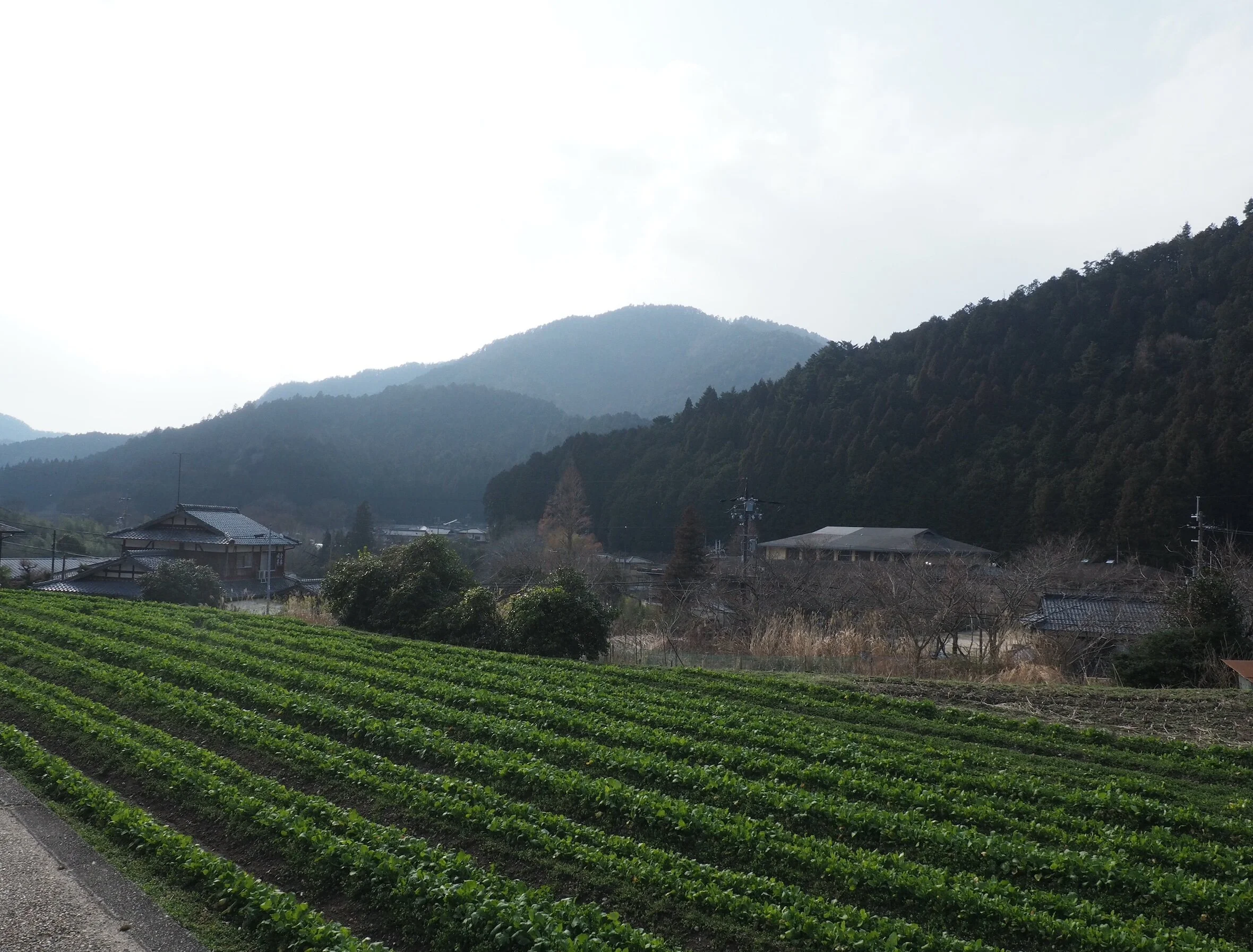 ZEnaide-Key-Sanzen-In-Temple-001.jpg