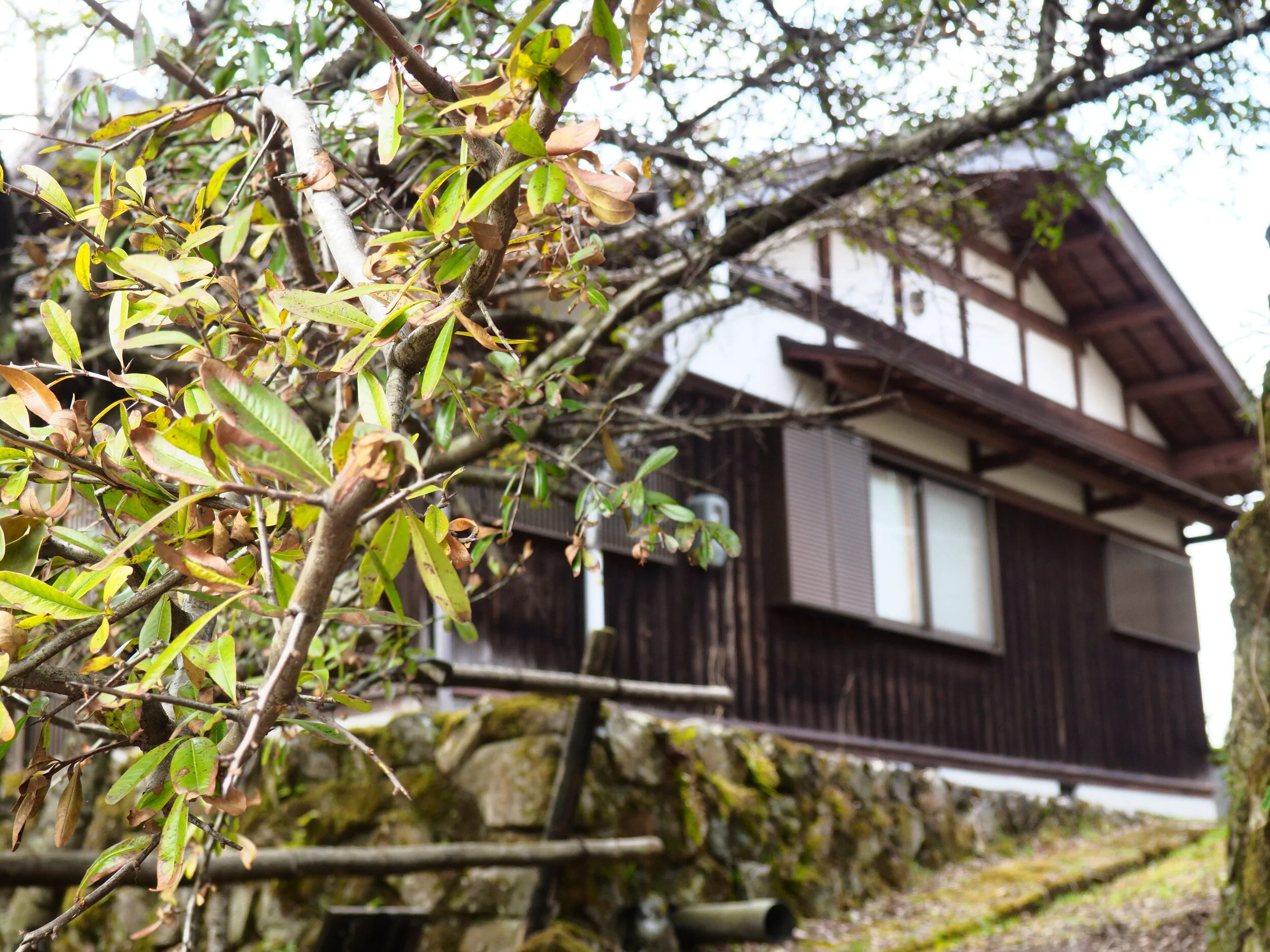 Zenaide-Key-Sanzen-In-Temple-009.JPG