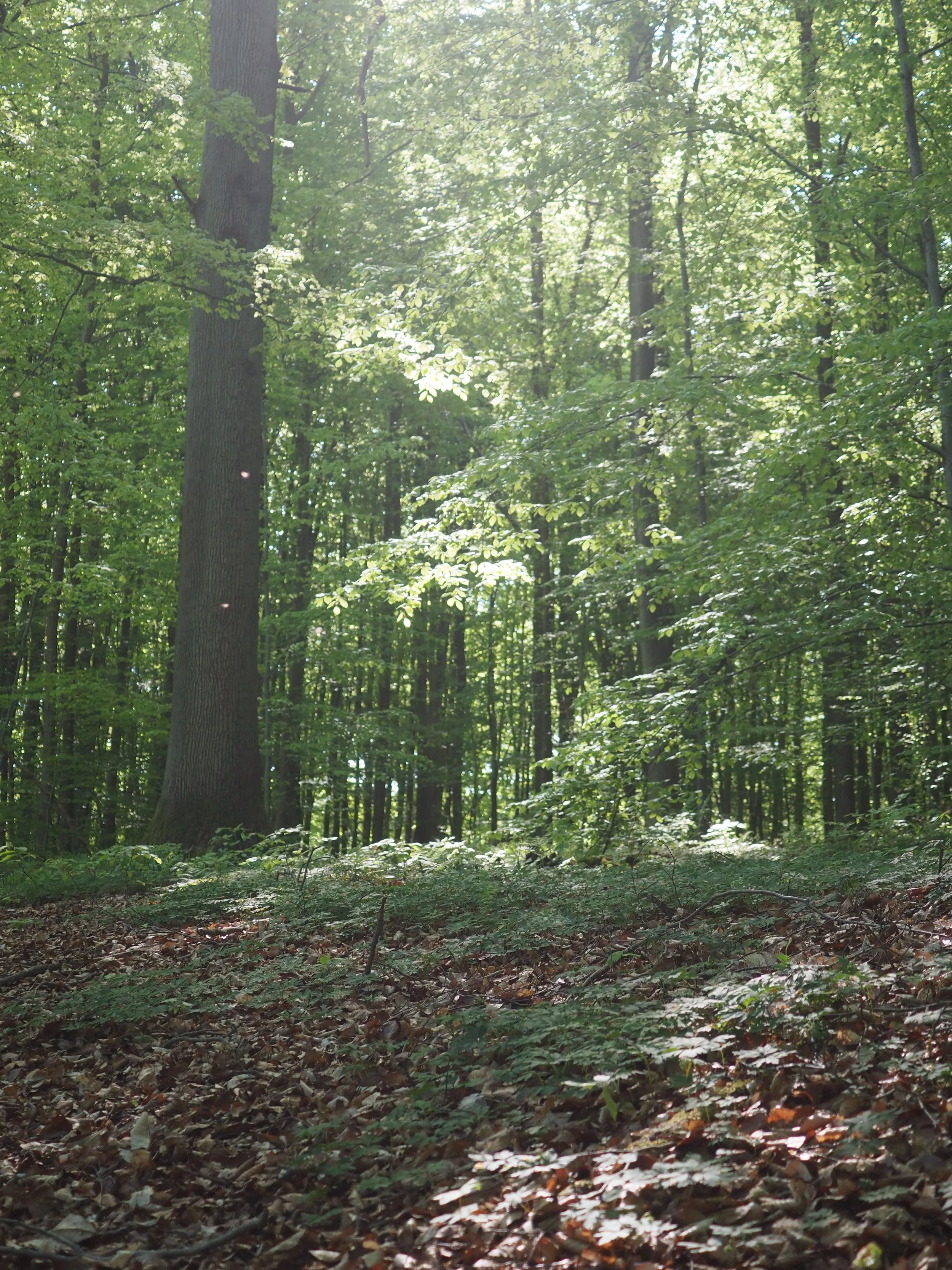 Zenaide-Key-Foret-de-Soignes-202216.JPG