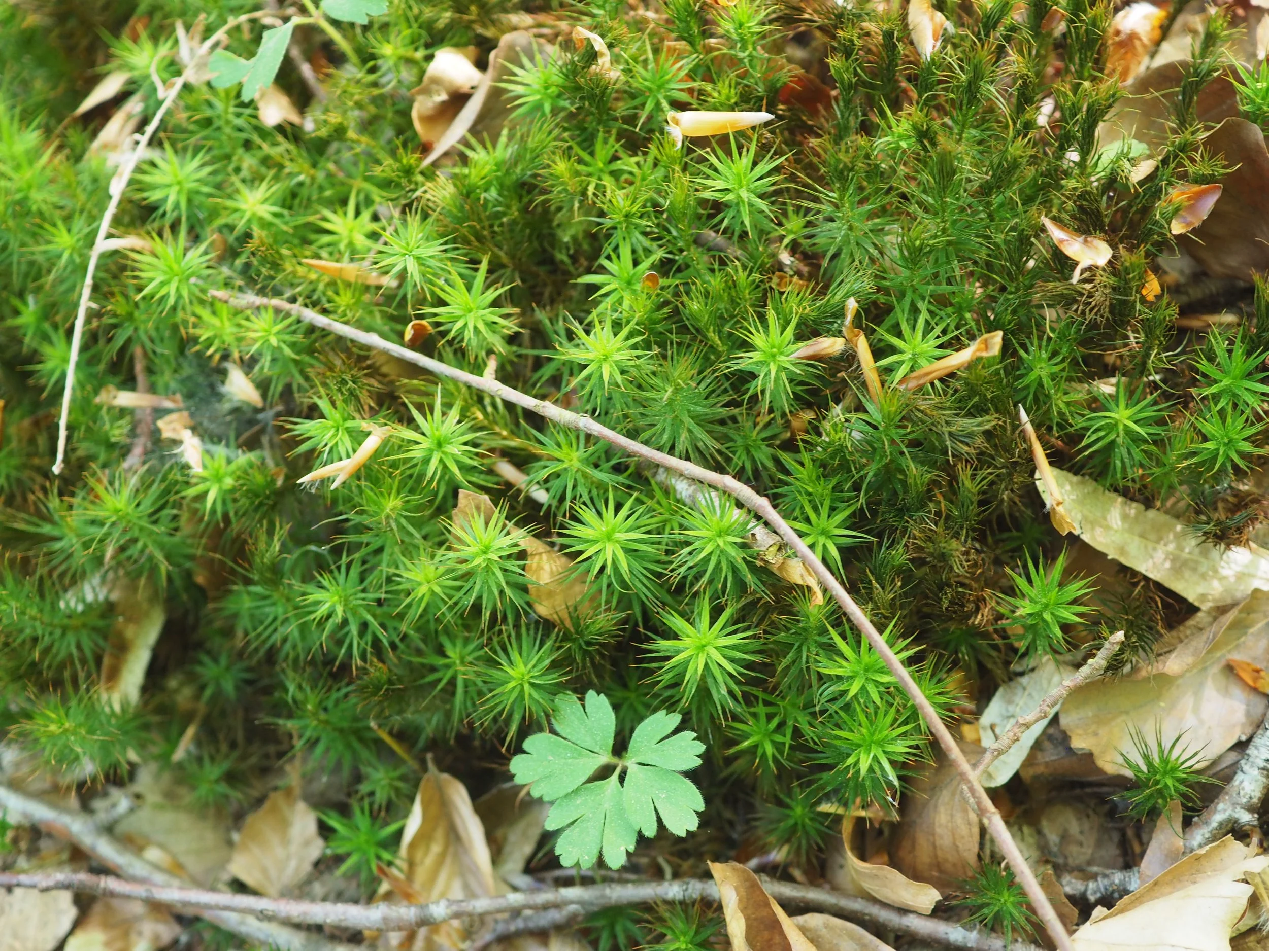 Zenaide-Key-Foret-de-Soignes-202211.JPG