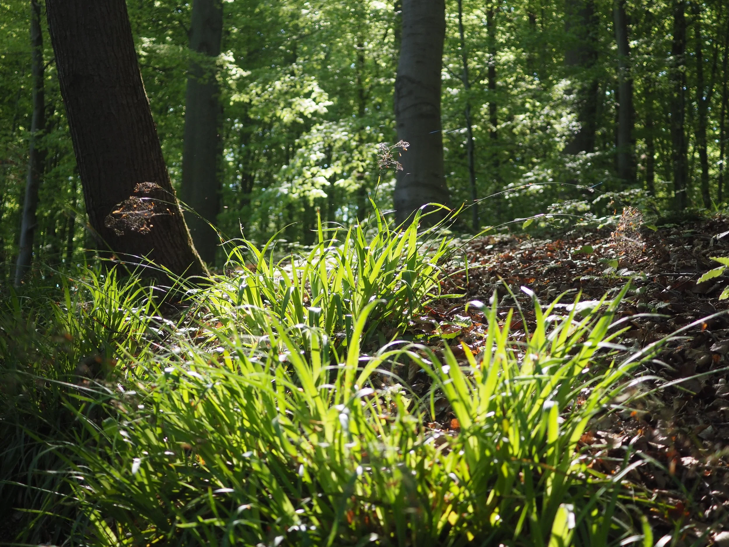 Zenaide-Key-Foret-de-Soignes-202201.JPG