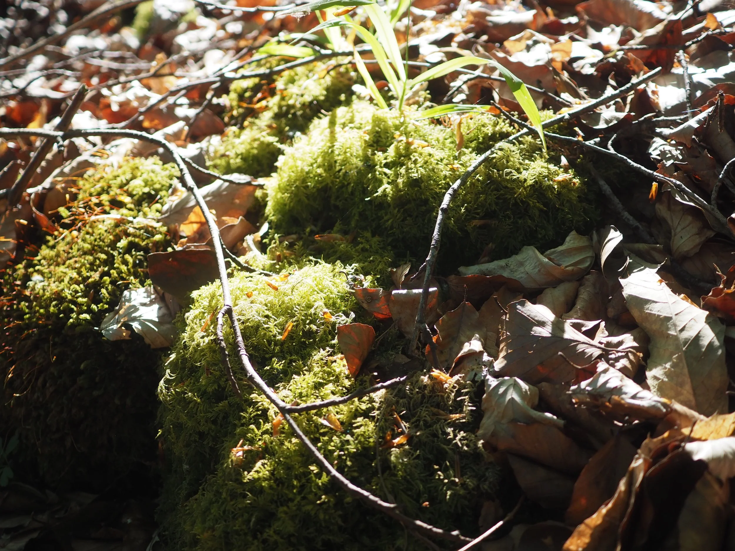 Zenaide-Key-Foret-de-Soignes-202214.JPG