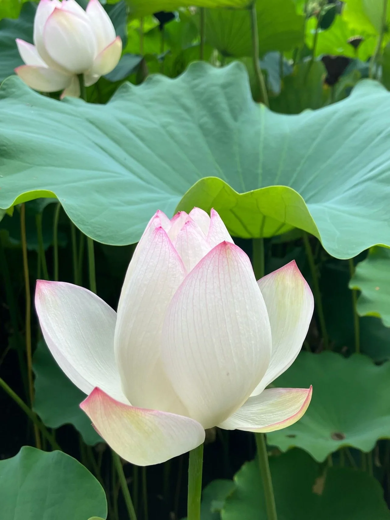 Tranquility of nature, Inner peace come from many sources