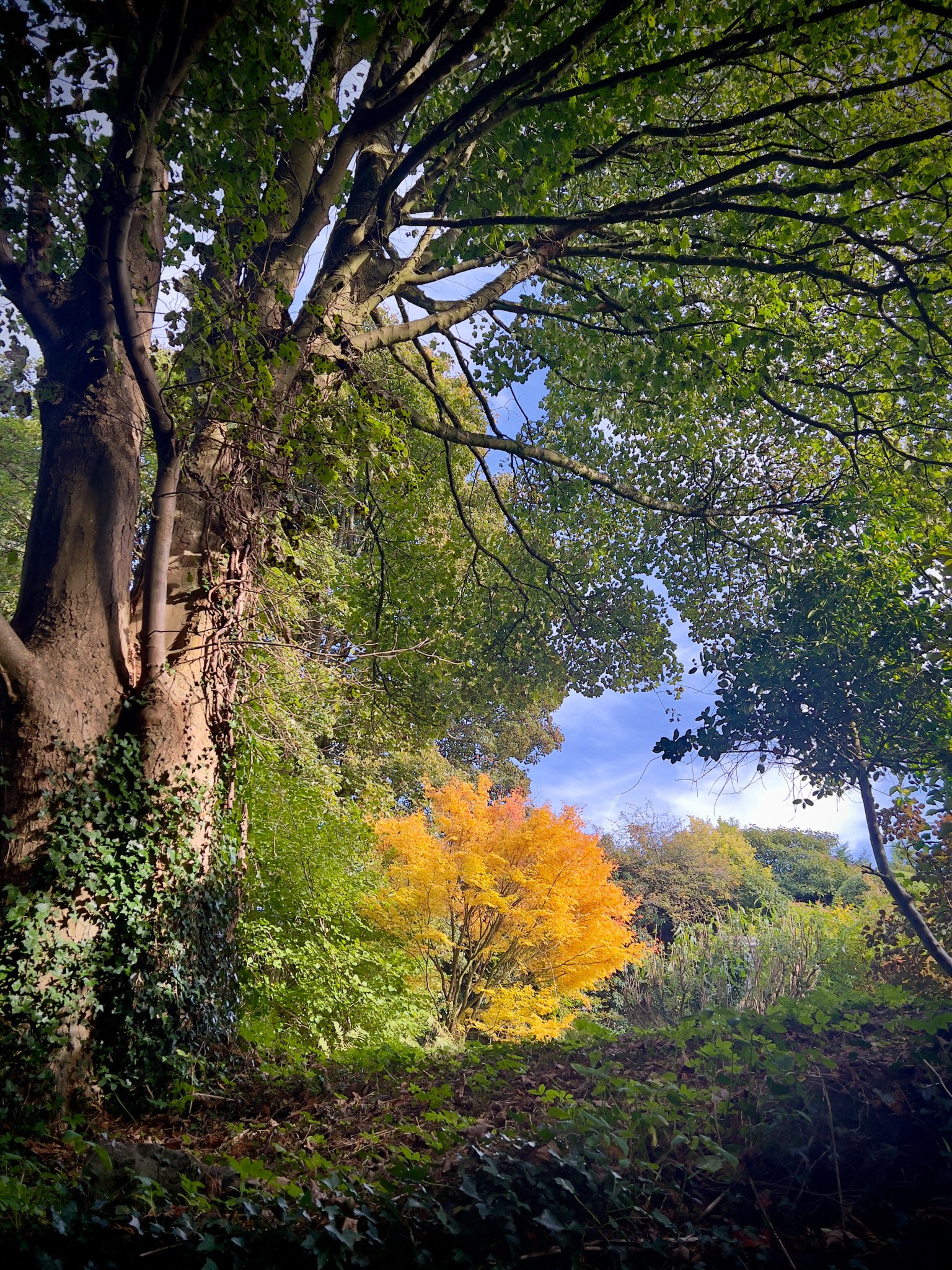 forest of dean-2.jpg