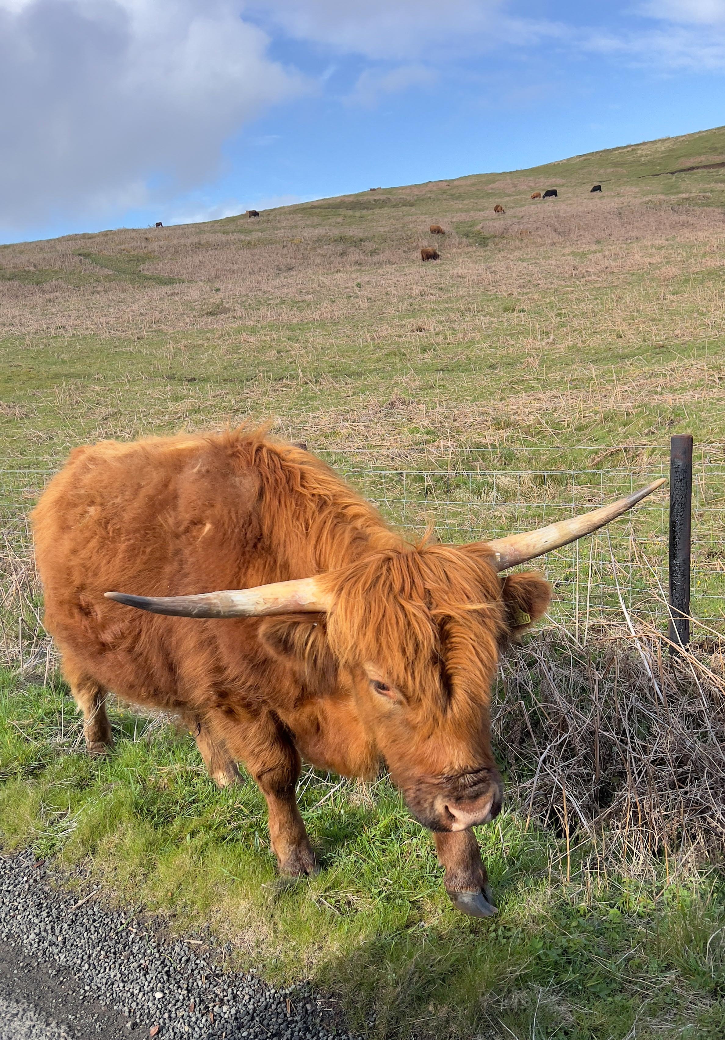 Isle of Mull walking holiday from large outdoors-10.jpg