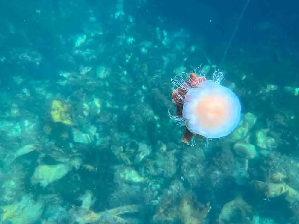 250 - Jellyfish off the coast of skye, scotland-4.jpg
