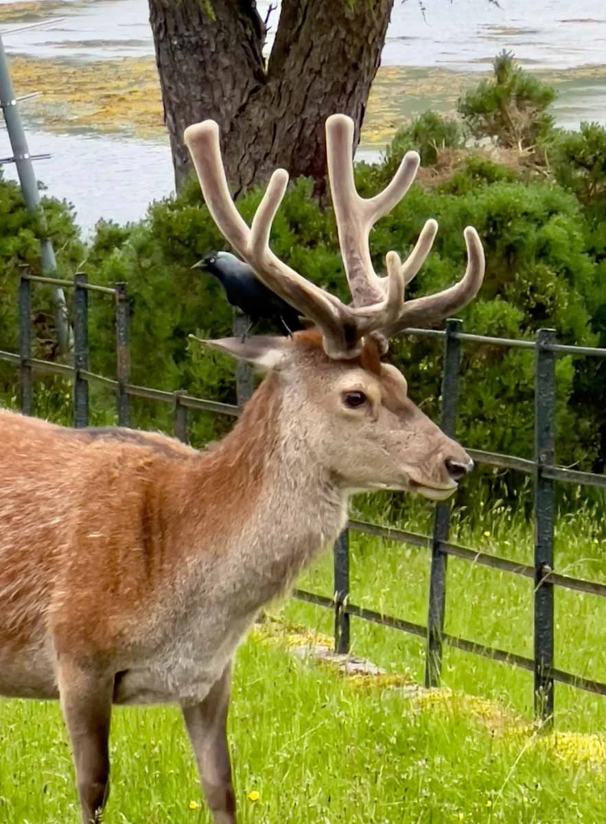 Red Deer outside the hostel in Lochranza