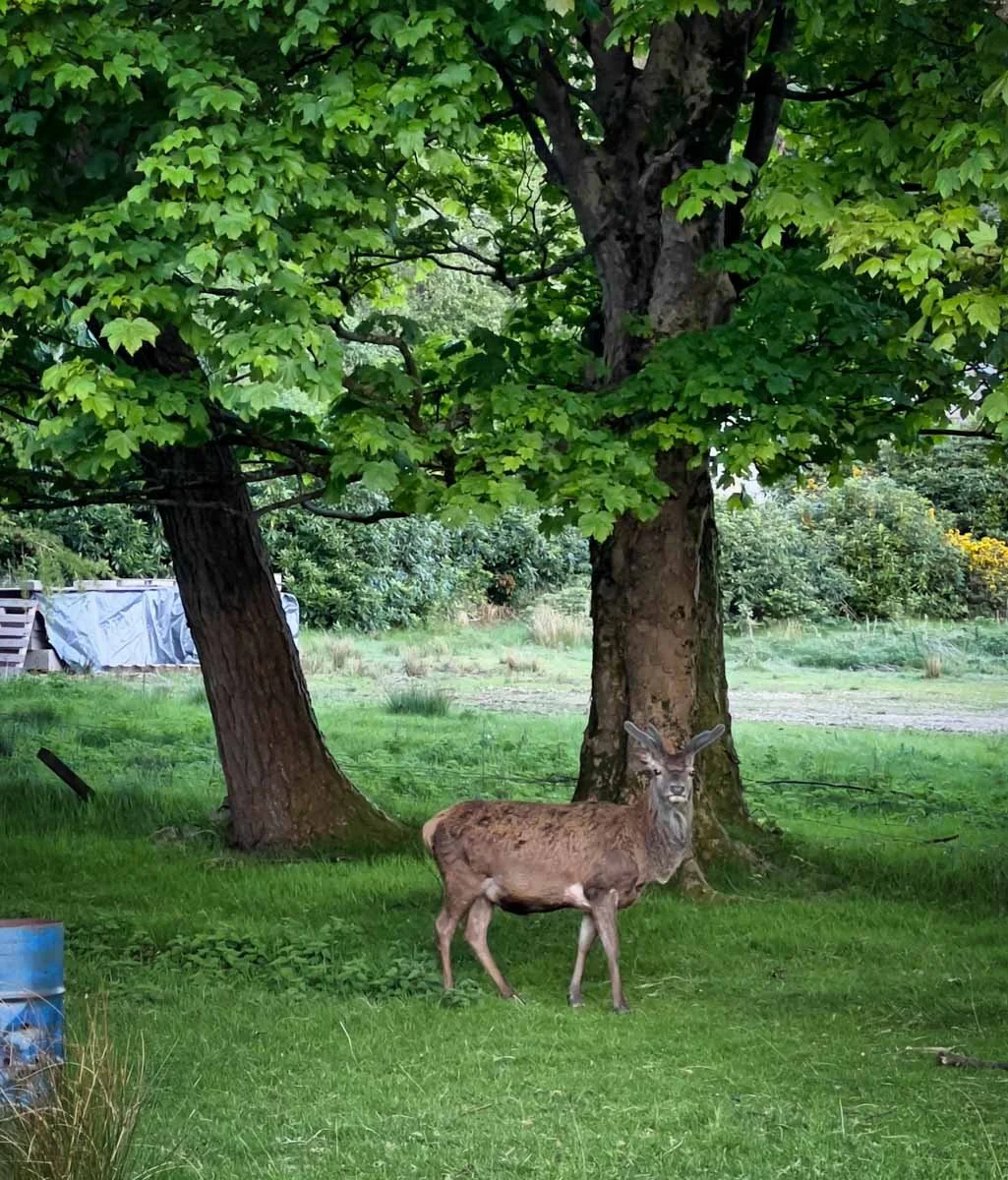 250 Isle of Arran-17.jpg