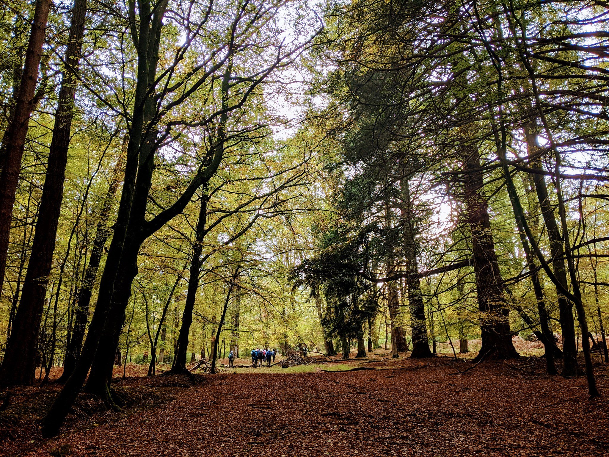 Group of people hiking in a forest with tall trees and a leaf-covered ground.