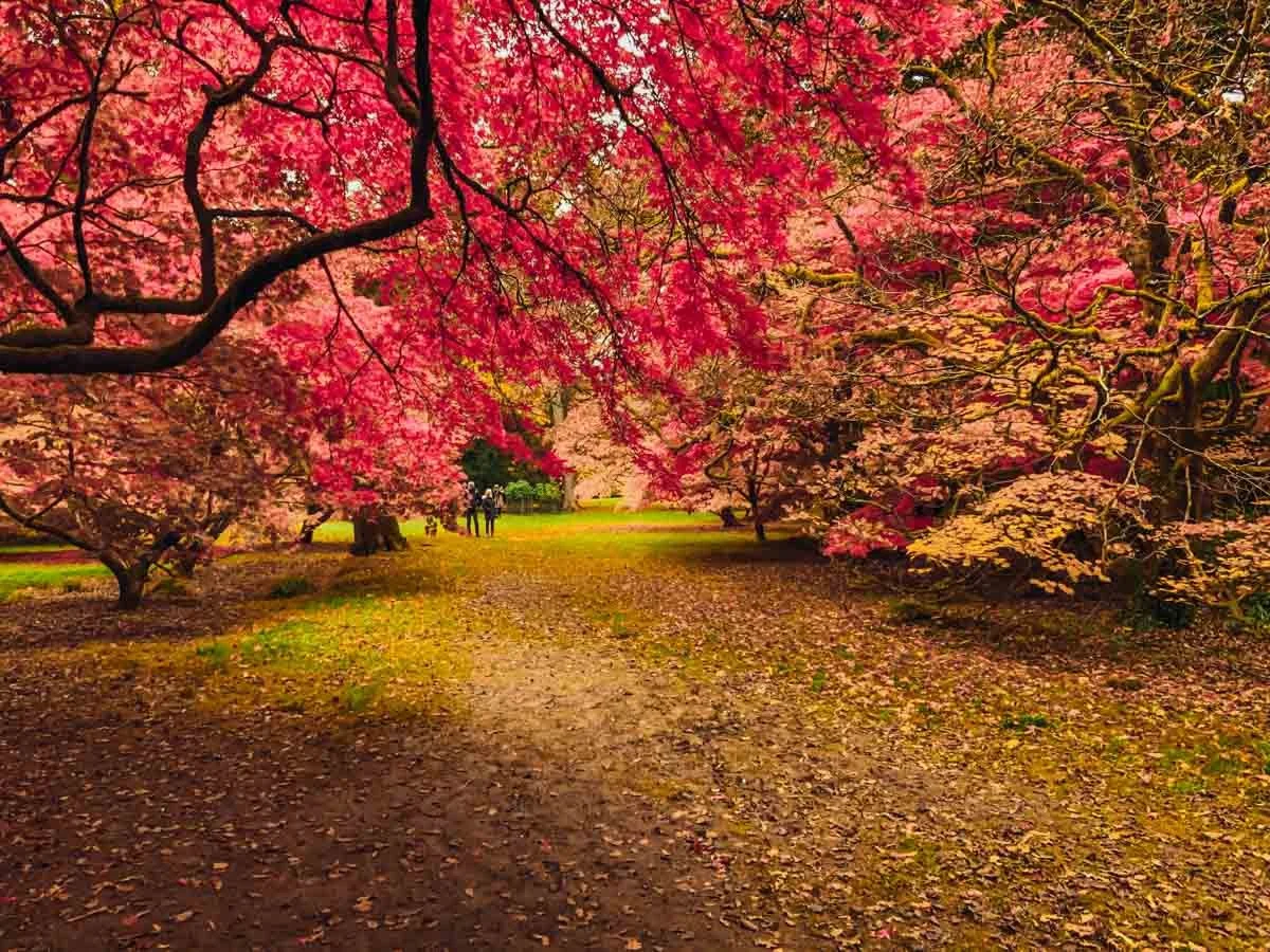 250 - autumn banner images.jpg