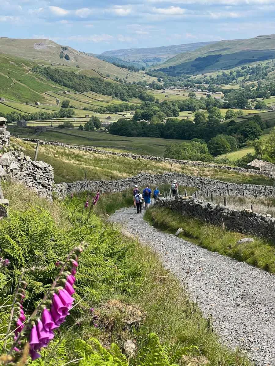 Scenic countryside landscape with a gravel path and hikers, surrounded by hills and green fields, stone walls, and purple flowers in the foreground.