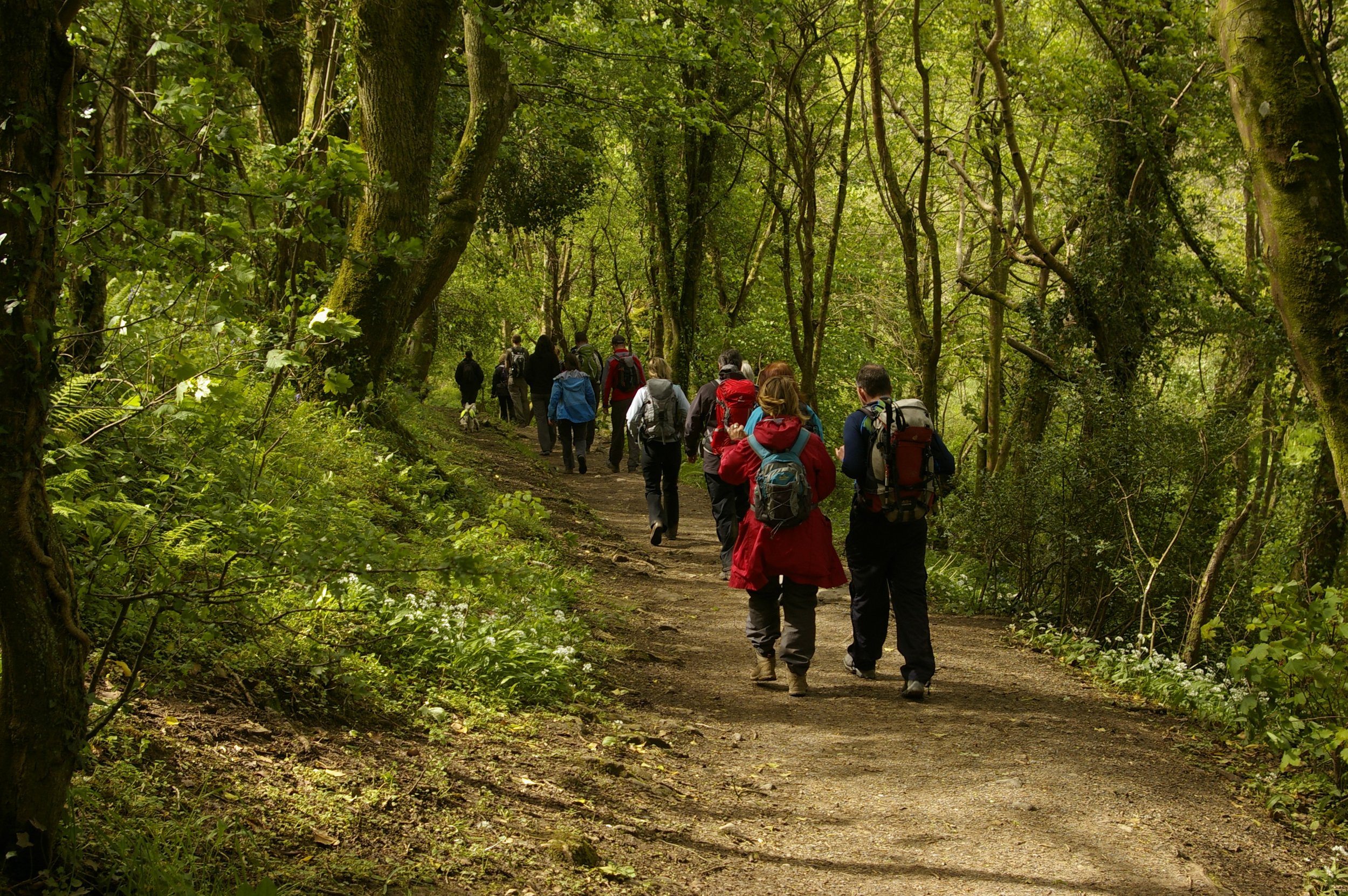 A group of people hiking on a forest trail surrounded by lush green trees.