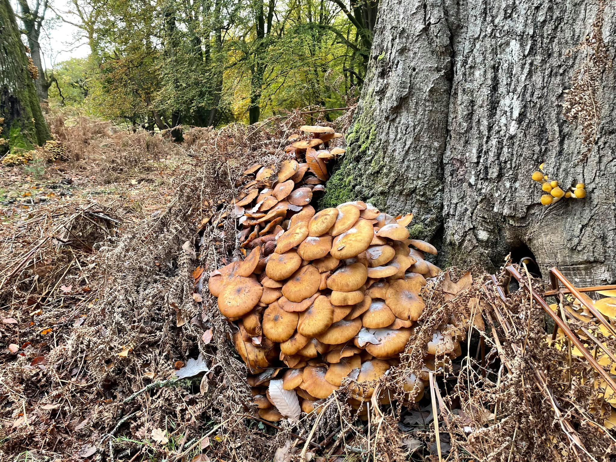 Cluster of brown mushrooms growing at the base of a tree in a forest setting, surrounded by dry leaves and branches.