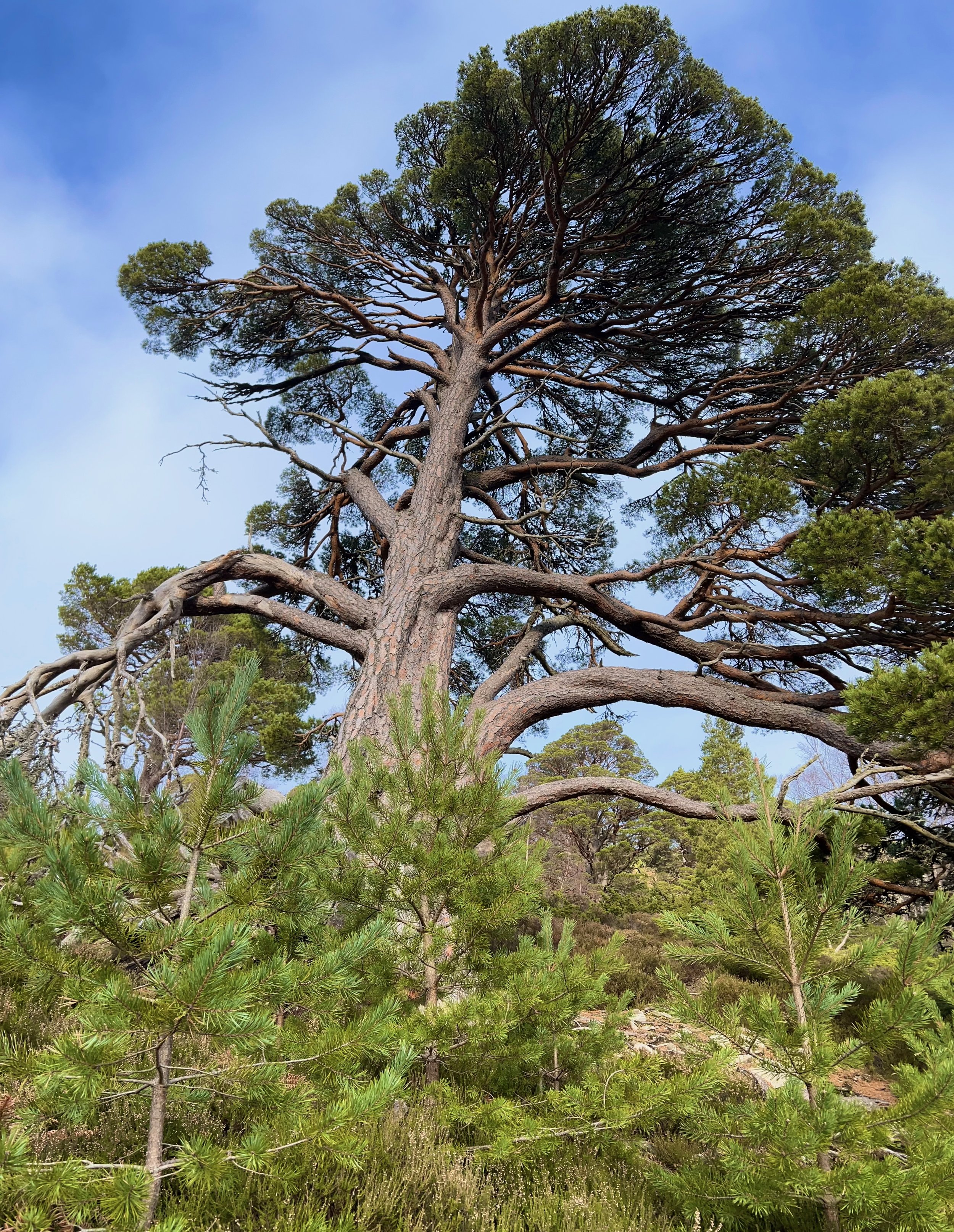 Tall pine tree with expansive branches surrounded by smaller pine trees with a clear blue sky in the background.